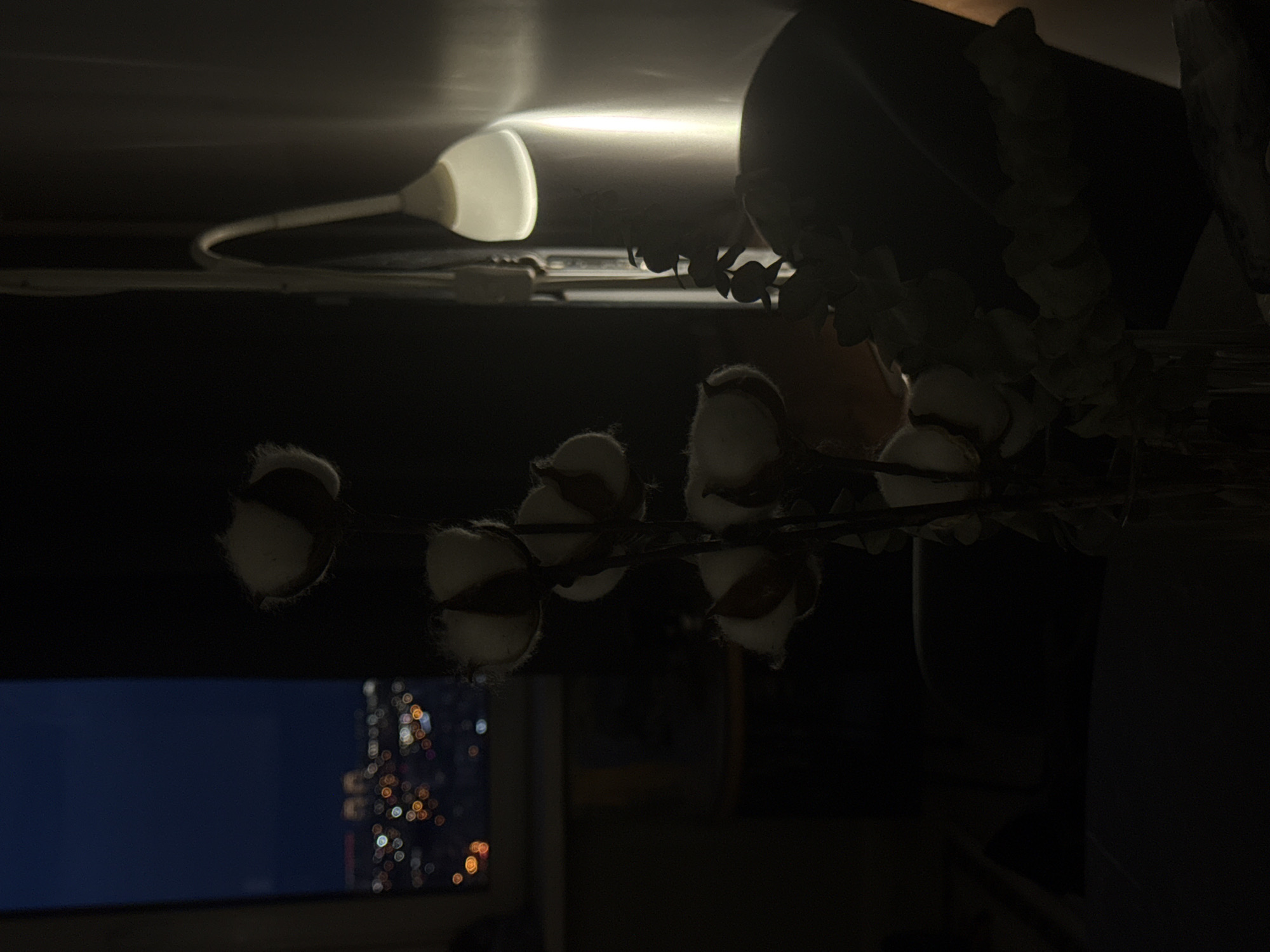 A dimly lit scene features a sprig of cotton flowers in the foreground. Behind the sprig is a desk lamp and to the left a partially visible view of the Krasnoyarsk cityscape at night through a window.