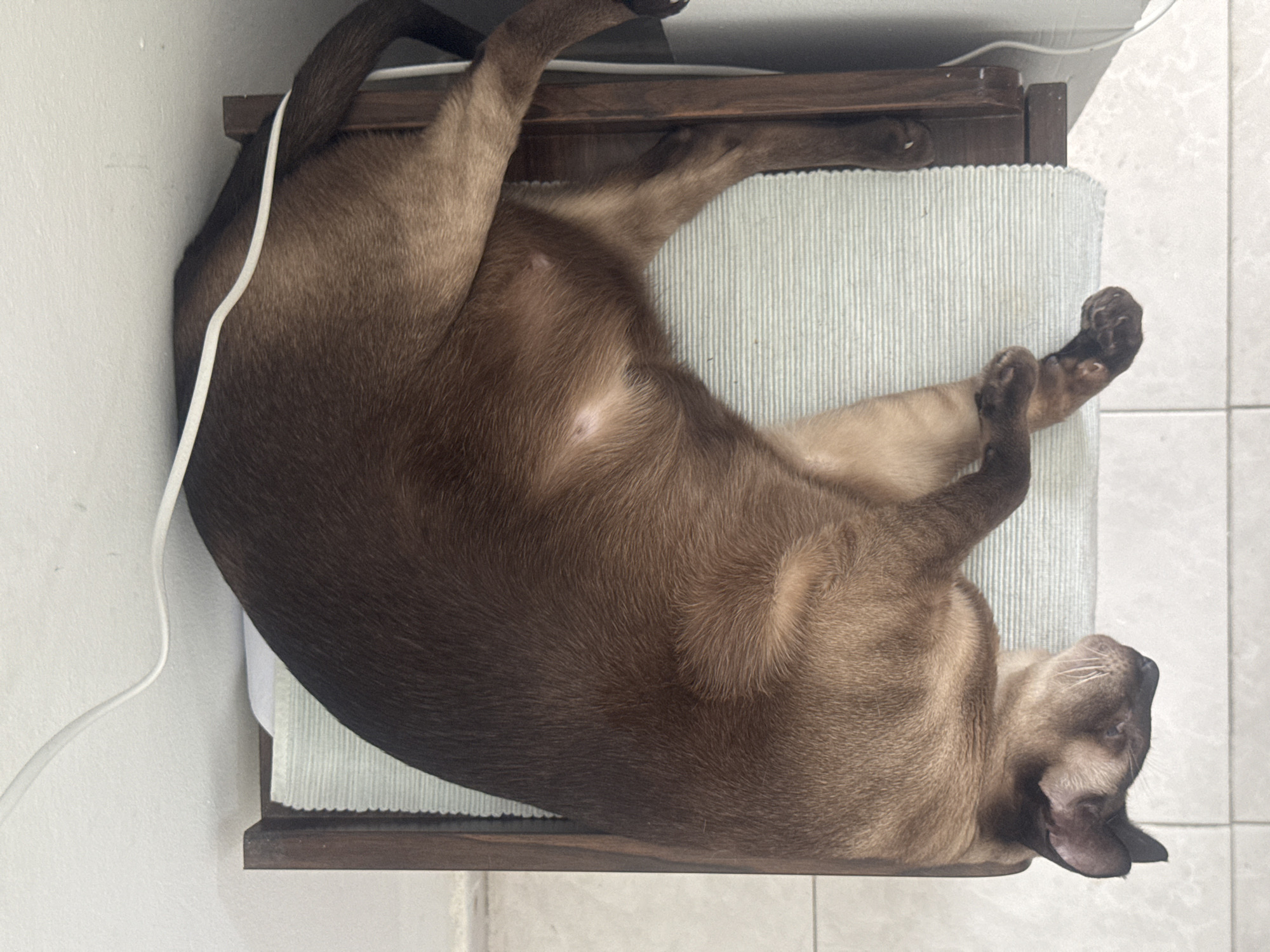 A brown cat is sleeping on a light blue mat placed on a wooden surface. The cat is lying on its back with its head turned to the left, exposing its face. Its paws are curled up. The cat's fur is short and appears soft. A white cable runs across the top of the image, draped over the cat and the wooden surface. The background consists of a white wall and a tiled floor. The scene is indoors. The location is Ramat Gan, Israel.