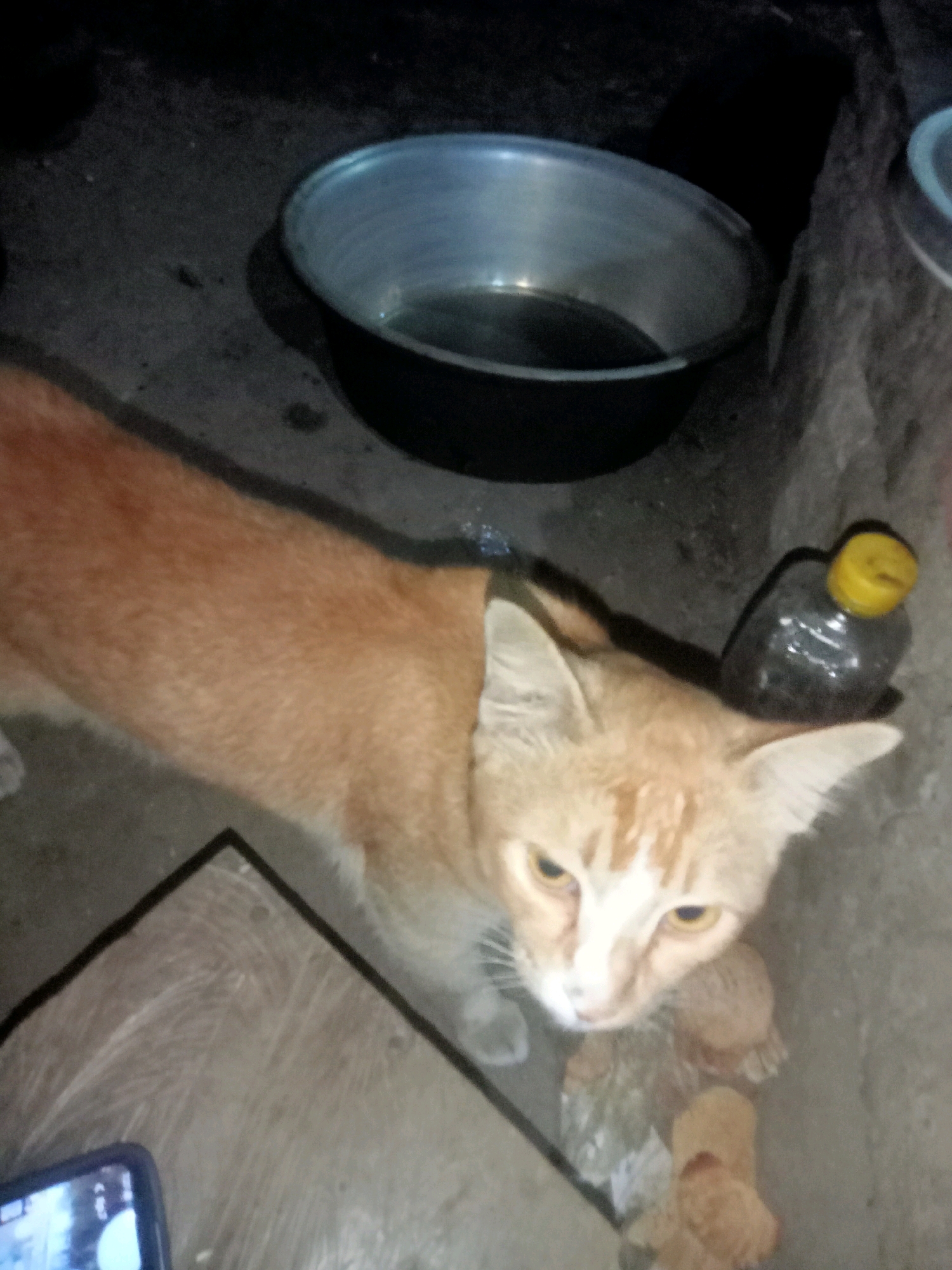 In Tanggaran, Indonesia, an orange cat and its two kittens are gathered near a large metal basin and a plastic bottle with a yellow cap. The ground is made of concrete, and the scene is dimly lit, suggesting it is nighttime or a poorly lit indoor space. The cat appears alert, with its gaze directed upwards, possibly towards the camera. The kittens are nestled close to their mother, appearing young and vulnerable. The overall atmosphere is one of quiet domesticity amidst a humble, utilitarian environment.