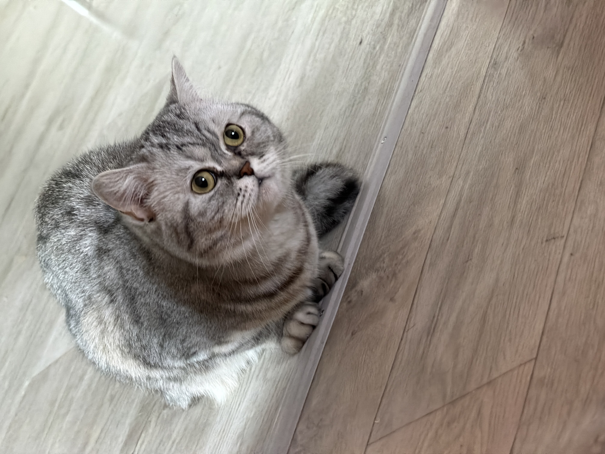 A domestic cat is captured from an elevated perspective, sitting attentively on a light-colored wooden floor indoors. The cat is a short-haired breed, exhibiting striking silver and grey tabby markings across its dense fur, with lighter fur on its underside. Its prominent, round eyes are a vibrant golden-green, and its face is round with small, pointed ears. The cat is gazing upwards and slightly to the left, out of the frame, with an expression of intense curiosity and alertness. Its posture suggests it is focused on something above it. One of its front paws is gently resting on a clear, thin, rectangular strip embedded in the floor, which appears to be a door trim or a protective strip. The floor consists of light-toned wooden planks, possibly laminate or engineered wood, with discernible wood grain. The lighting is bright and even, indicating an indoor setting during daytime. The scene is simple, with the floor serving as the background, drawing full attention to the cat. There is no visible text within the image.