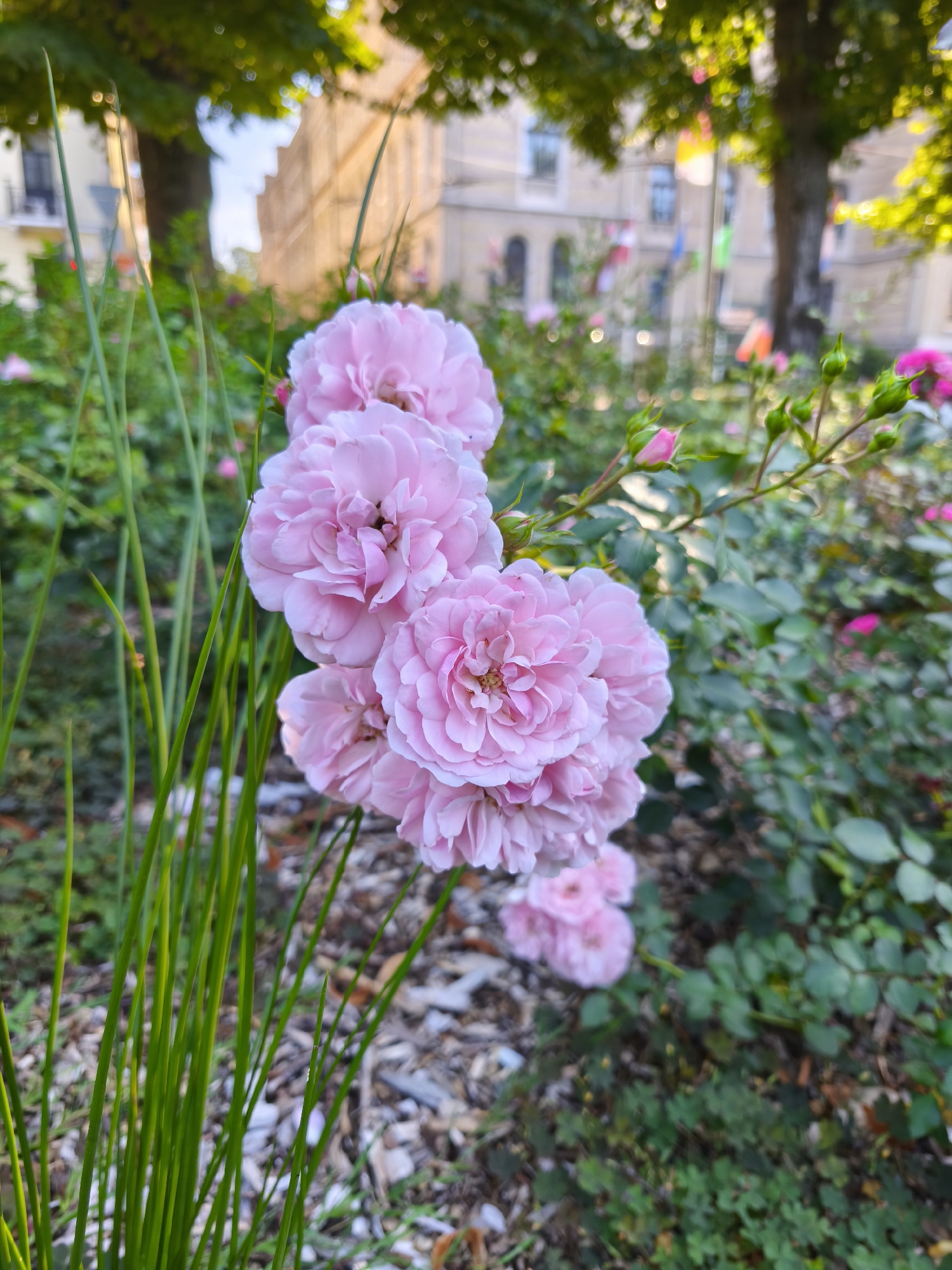 A close-up, slightly low-angle shot focuses on a cluster of delicate, light pink roses in full bloom. The roses are the primary subject, with their layered petals soft and slightly unfocused in places. In the foreground, to the left, is a group of thin, bright green grass blades, sharply defined and catching the light. Behind the roses, a dense bed of green rose bushes and leaves stretches into the background, interspersed with a few unopened pink rose buds. The ground is covered with mulch and fallen leaves. In the further background, out of focus, is a blurred view of a building with light-colored facades and arched windows, suggesting an urban setting. Tall trees with green foliage are also visible, casting dappled sunlight. The scene appears to be an outdoor garden area, potentially in a park or public space within Riga, Latvia, given the context of the prompt. There are no people or animals visible in the frame.
