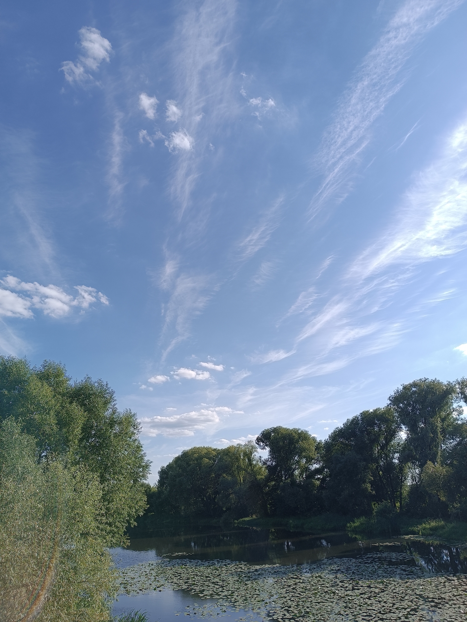The image depicts a serene natural landscape, likely a riverbank in the city of Zhukovsky, Russia. Dominating the upper half of the frame is a vast, bright blue sky adorned with wispy, cirrus clouds stretching across it. The clouds are thin and feathery, suggesting a high altitude. Below the sky, a thick line of lush green trees forms a dense canopy along the river's edge. These trees appear to be a mix of deciduous varieties, with their leaves full and vibrant.
The river itself occupies the lower portion of the image, its surface reflecting the sky and surrounding trees. A significant portion of the river is covered with a dense carpet of lily pads, their round, green leaves creating a textured pattern on the dark water. The water is calm, with minimal ripples. On the left side of the frame, a large, leafy tree with feathery foliage extends from the bank into the foreground, its branches reaching towards the water. The overall impression is one of a peaceful, natural setting on a clear, possibly summer day. There are no people or man-made structures clearly visible in the image.