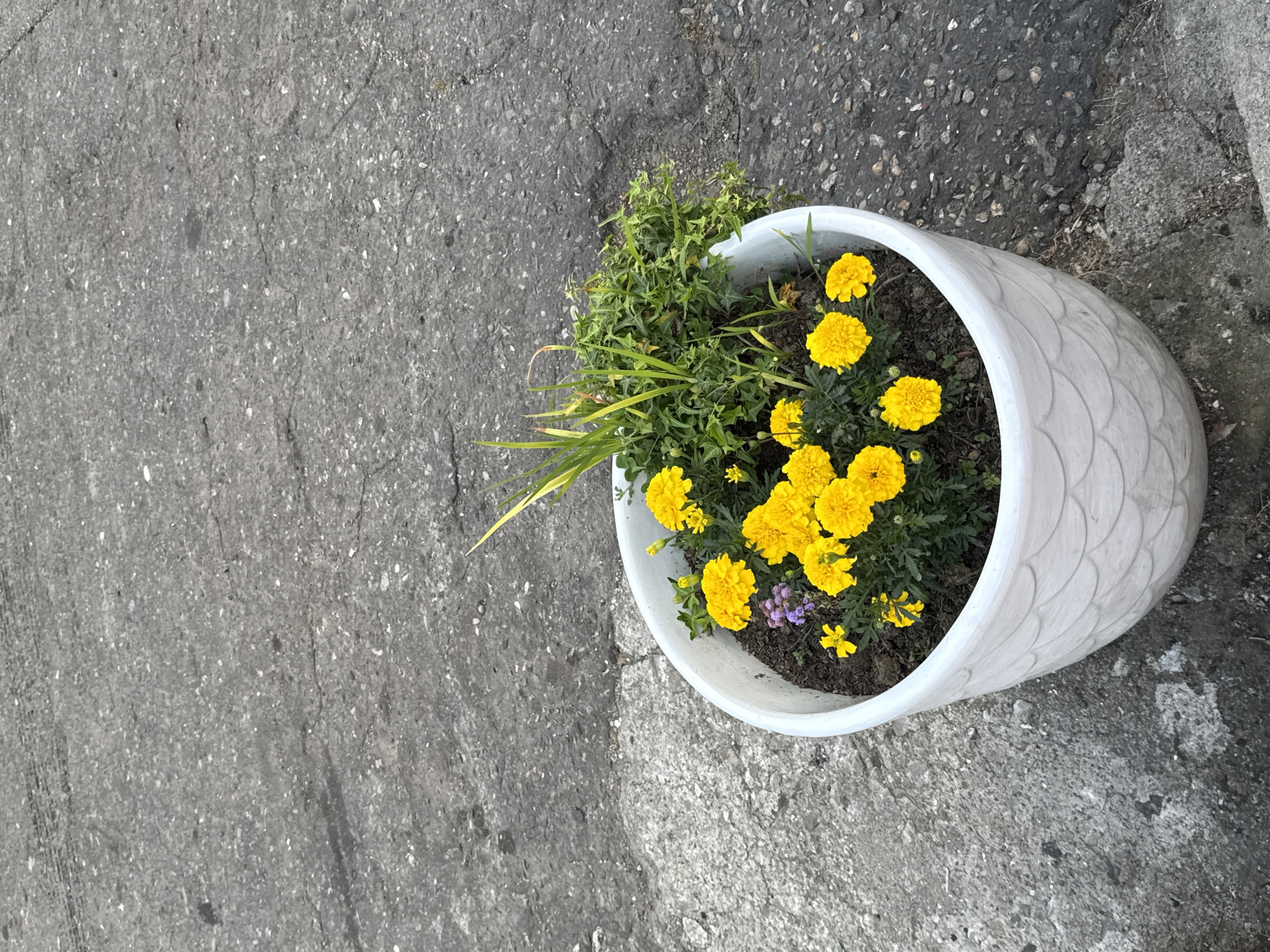 In Sochi, Russia, a white ceramic planter filled with marigolds and greenery sits on a gray asphalt surface. The planter has a textured pattern resembling scales. The asphalt shows some cracks and wear. The image is taken from a slightly elevated angle, looking down at the planter. There are no people or animals visible in the scene. The sunlight suggests it is daytime.