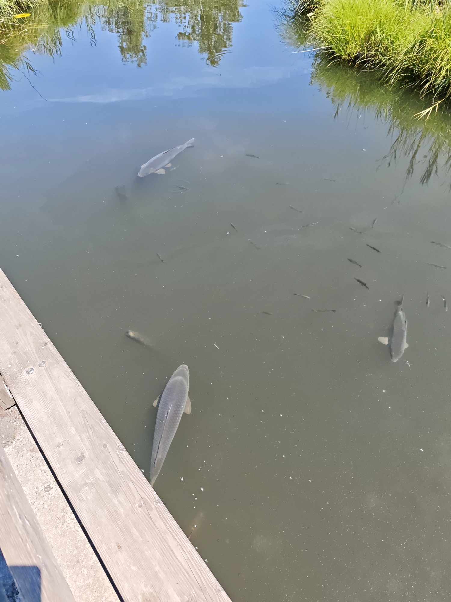 The image depicts a clear, shallow body of water, possibly a pond or a slow-moving stream, bordered by lush green grass and reeds on the right side. The water reflects the sky and surrounding vegetation, creating a serene, natural scene. Several fish, appearing to be carp, are visible swimming in the water. One larger carp is in the foreground on the lower right, positioned diagonally. Further into the water, two more large carp are swimming, one near the center and another towards the upper left. A multitude of smaller, darker fish are dispersed throughout the water. A wooden boardwalk or pier runs along the left edge of the image, providing a vantage point over the water. The overall impression is one of a tranquil outdoor setting. The specific location in Kitzbühel, Austria, is not identifiable from the visual elements present in the image alone.
