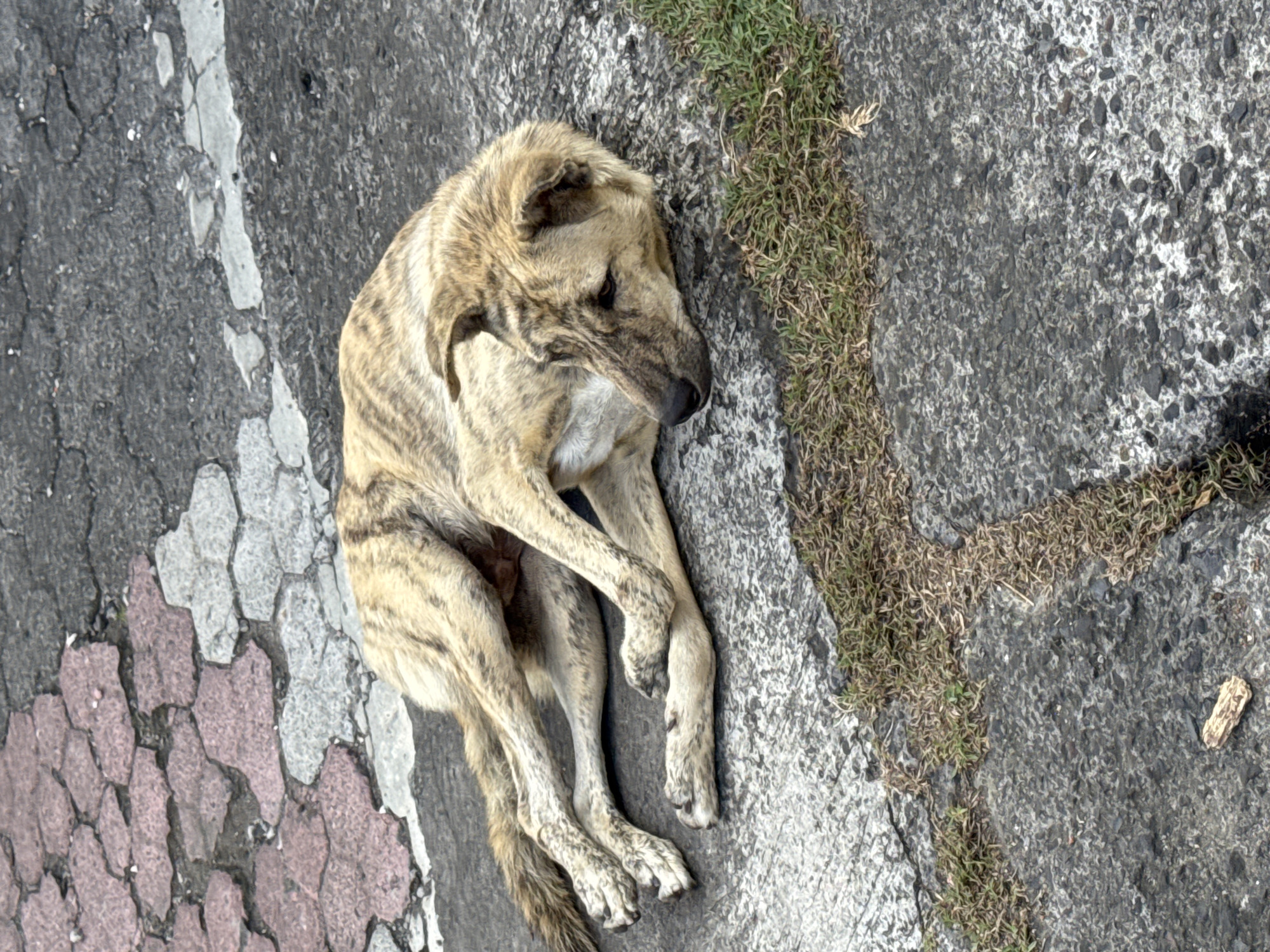 A brindle dog lies curled on a cracked asphalt surface, its head slightly raised and its body angled towards the right side of the frame. The asphalt is divided into distinct sections: a light gray area with a honeycomb pattern painted in pink, a darker gray area with a white painted line, and a rough, mottled gray area along the right edge where sparse vegetation grows. The dog's fur is a mix of light brown and darker stripes, and it appears to be resting on its side, with its legs tucked close to its body. The scene is lit by natural light, casting shadows and highlighting the textures of the asphalt. Kuta, Indonesia is not discernable from the image.