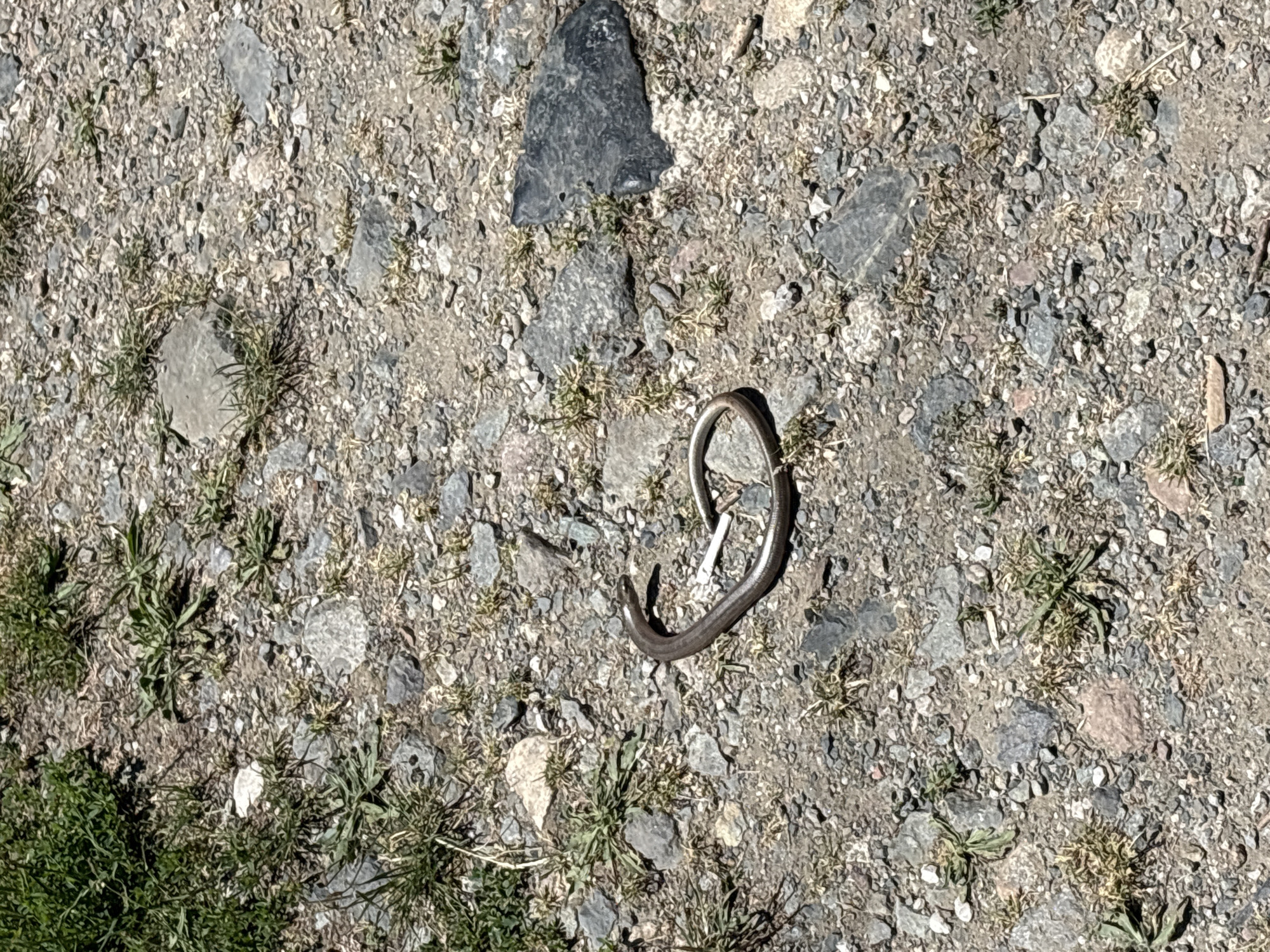 A slender, brown snake is coiled on a dry, gravelly ground with sparse green vegetation and several rocks. The snake is light brown with a darker stripe running down its back. It is positioned in the center-right of the frame. To the left of the snake, there is a clump of green grass. To the right and slightly behind the snake, there is a large, dark, triangular rock. The ground is covered in small, gray and brown pebbles. The lighting suggests it is daytime.