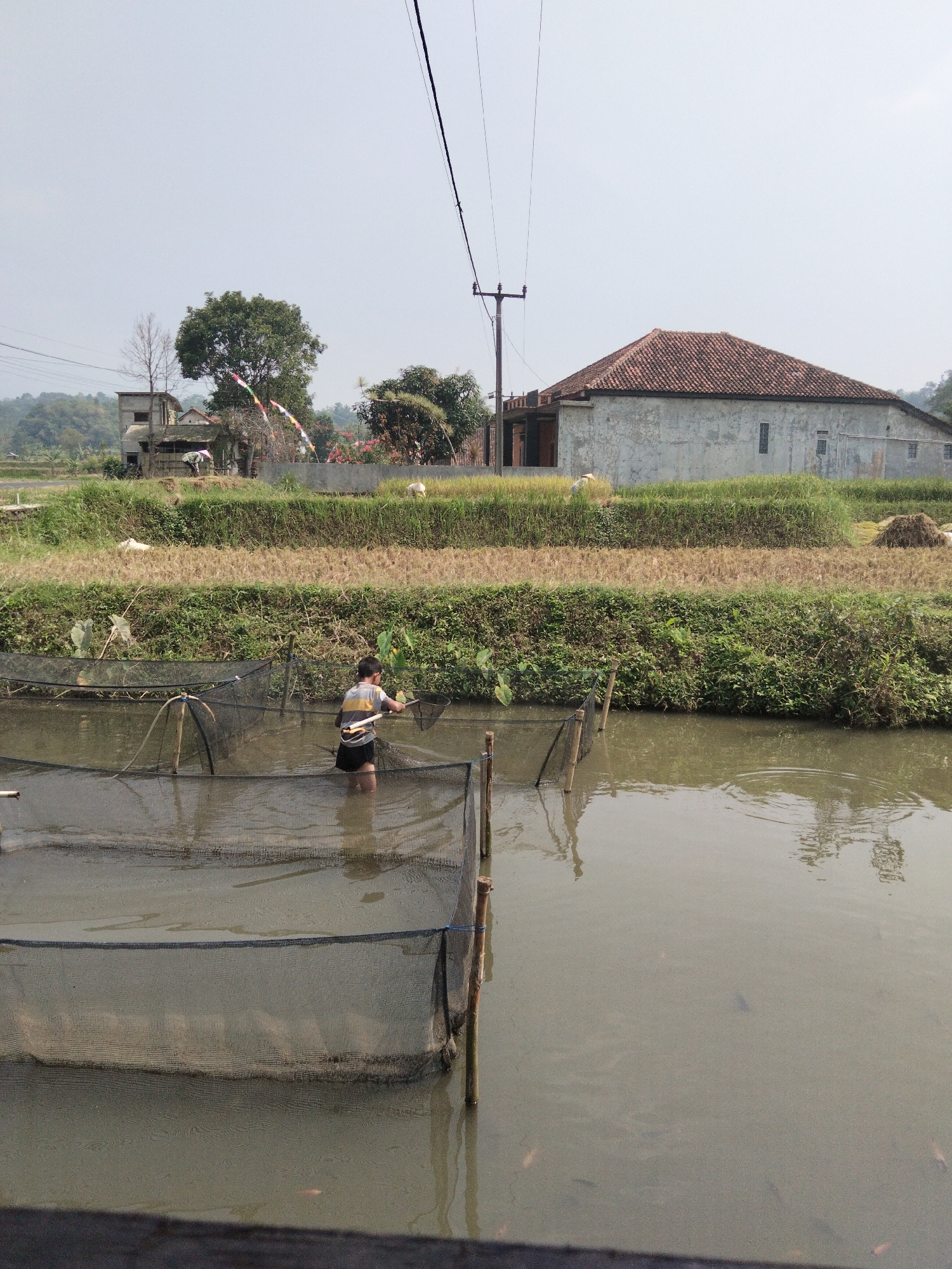 In Cikadu, Indonesia, a young person stands in shallow, murky water, holding a fishing net. They are surrounded by several netted enclosures within a pond, suggesting a fish farm. The pond is bordered by lush green vegetation and dry, harvested fields. In the background, a large, simple house with a red tiled roof is visible, along with more greenery and a distant hill. Electrical poles and wires traverse the sky, indicating the presence of modern infrastructure within the rural landscape. The overall scene depicts a typical agricultural and aquaculture setting in a Indonesian village.