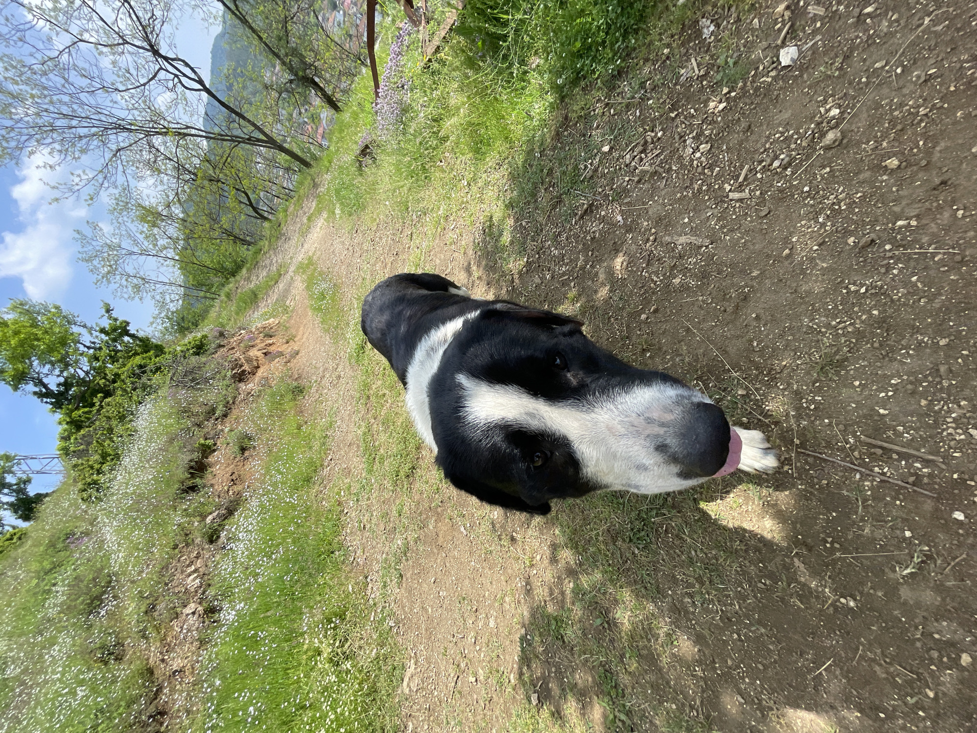 The image depicts a black and white dog standing on a dirt path in an outdoor setting. The dog is facing the camera with its tongue slightly protruding. The surrounding environment consists of grassy areas, small white flowers, and scattered vegetation along the path. In the background, trees and a mountain range are visible under a blue sky. The location is suggested to be Zlatograd, Bulgaria.
