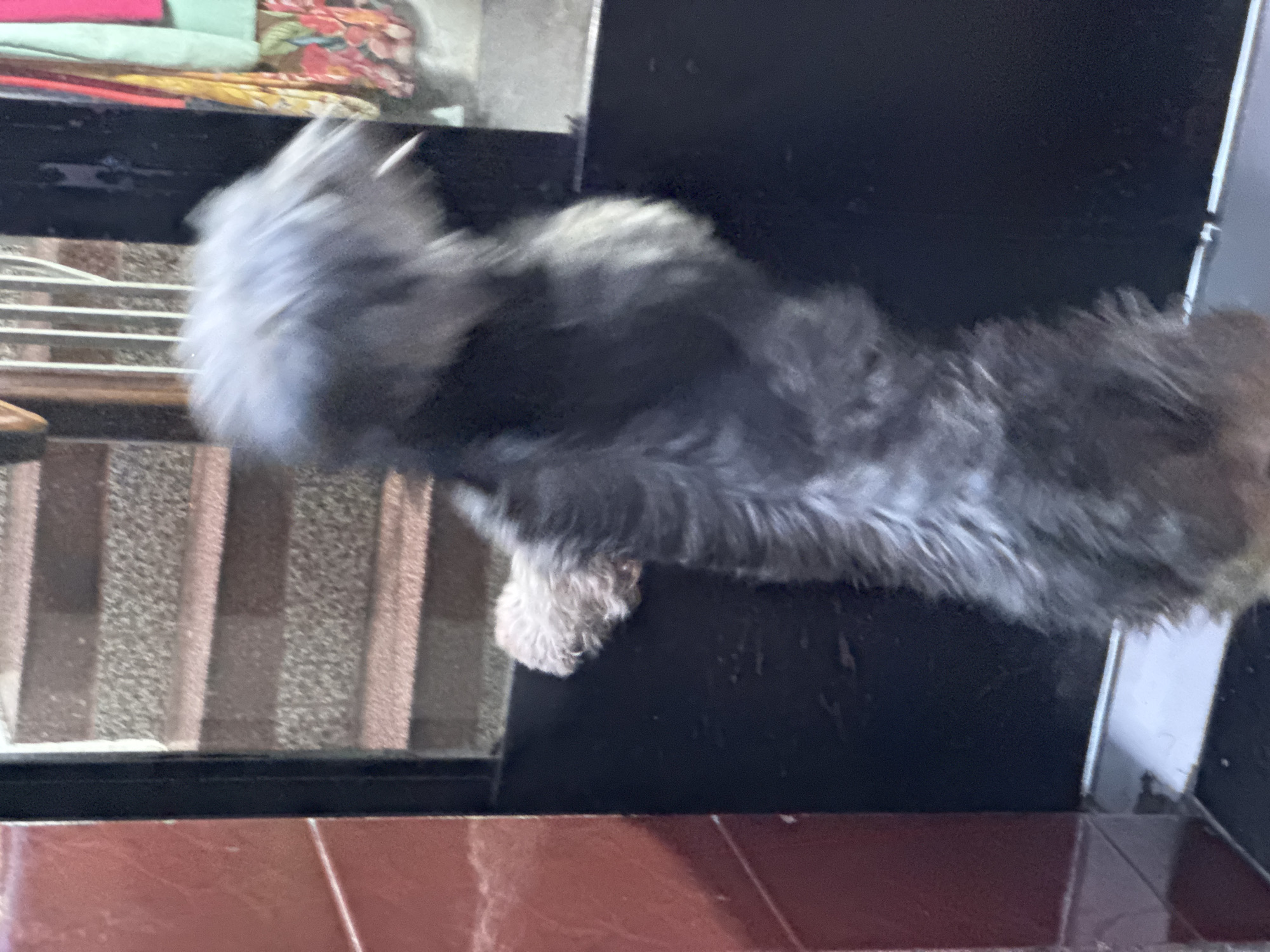 The image captures a small, fluffy, gray dog in motion, appearing to be jumping or climbing at a doorway. The dog's fur is a blur, indicating movement. One of its front paws is clearly visible, resting on the dark frame of the doorway. The background shows a set of stairs with a textured surface, possibly made of stone or concrete, and a glimpse of some colorful fabrics hanging to the right. The doorway itself is dark, with a dark frame and a darker panel behind the dog. To the left of the frame, a section of a reddish-brown tiled wall is visible. The scene appears to be an interior or semi-exterior doorway, potentially in a residential area or building. The lighting suggests it is indoors or at least an area with artificial lighting. The context of Nha Trang, Vietnam, is not directly evident from the visual cues within the image itself.
