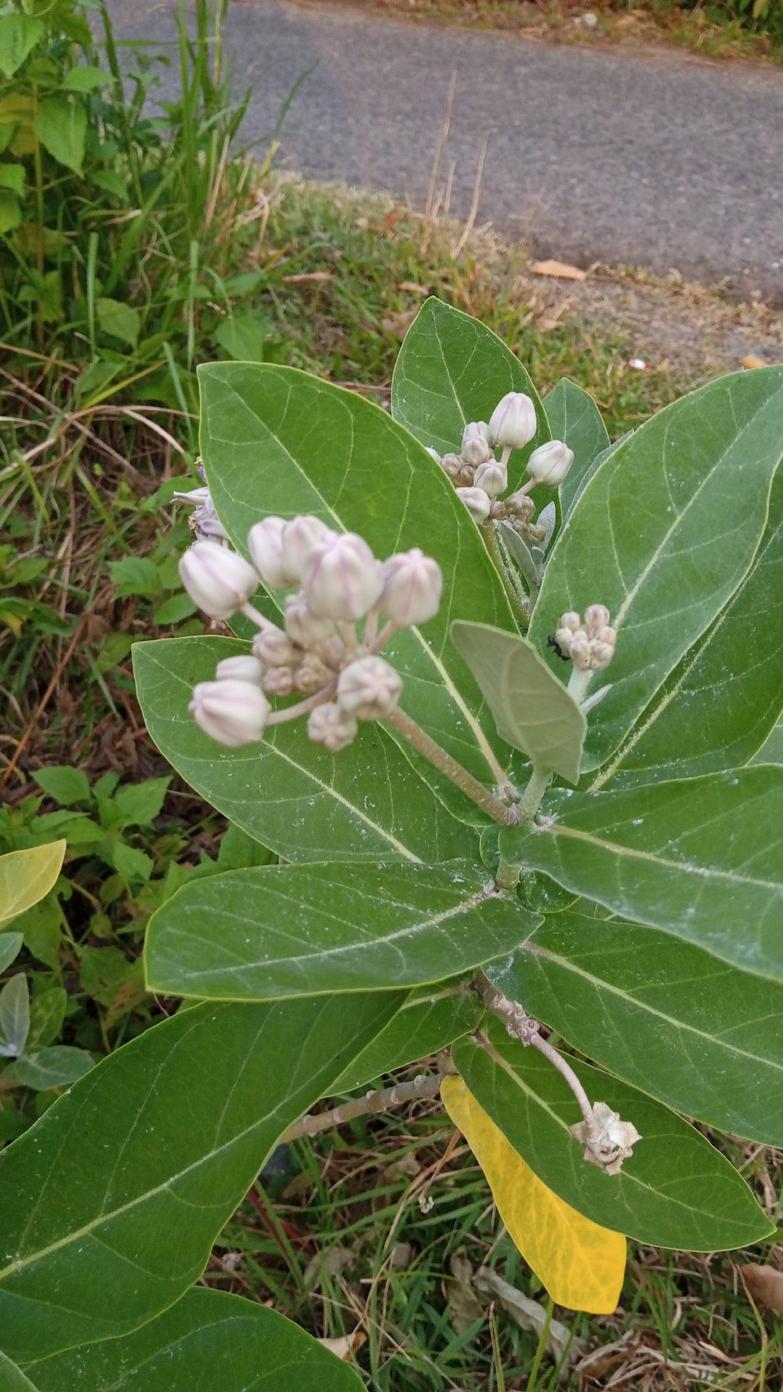 The image depicts a plant with large, green leaves and clusters of white, bud-like flowers. The plant is situated near a paved road in what appears to be a roadside environment. The location is Blangtingkeum, Indonesia. The plant is surrounded by grass and other vegetation. One of the leaves is yellowed. An ant is visible on one of the flower clusters.