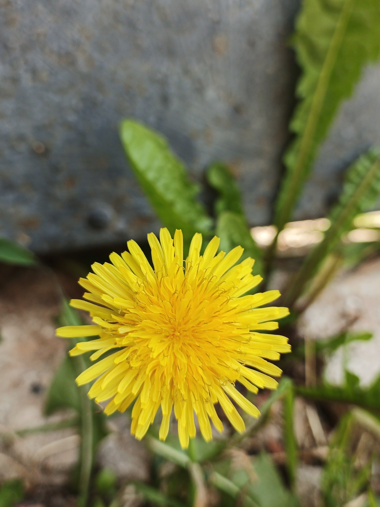 The image shows a close-up of a bright yellow dandelion flower in full bloom. The flower is positioned in the center of the frame, with its petals radiating outwards. In the background, a rough, gray surface, possibly a stone wall or concrete structure, is visible, along with blurred green leaves of the dandelion plant and other vegetation. The ground beneath appears to be composed of soil and small stones. The scene suggests an outdoor setting in a natural or semi-urban environment. No people are present in the image. The location is identified as Medvedyovka, Russia.