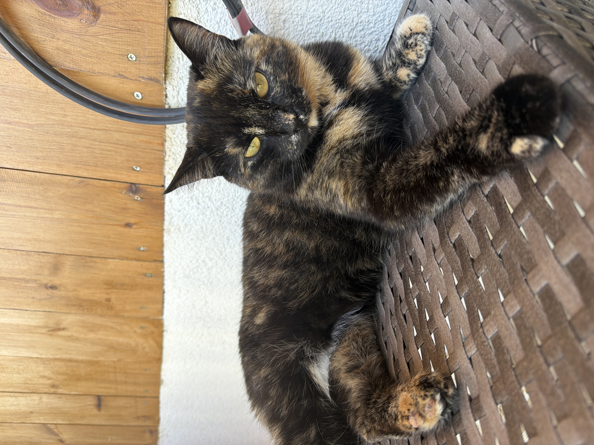 In Malinovka, Russia, a tortoiseshell cat with striking yellow eyes lies on a brown woven surface. The cat is positioned in the center of the frame, facing towards the viewer with its body extended. Behind the cat, a light-colored textured wall meets a wooden plank wall. A black cable loops down from the top right corner of the frame, near the wooden planks. The lighting suggests an outdoor setting during the daytime.
