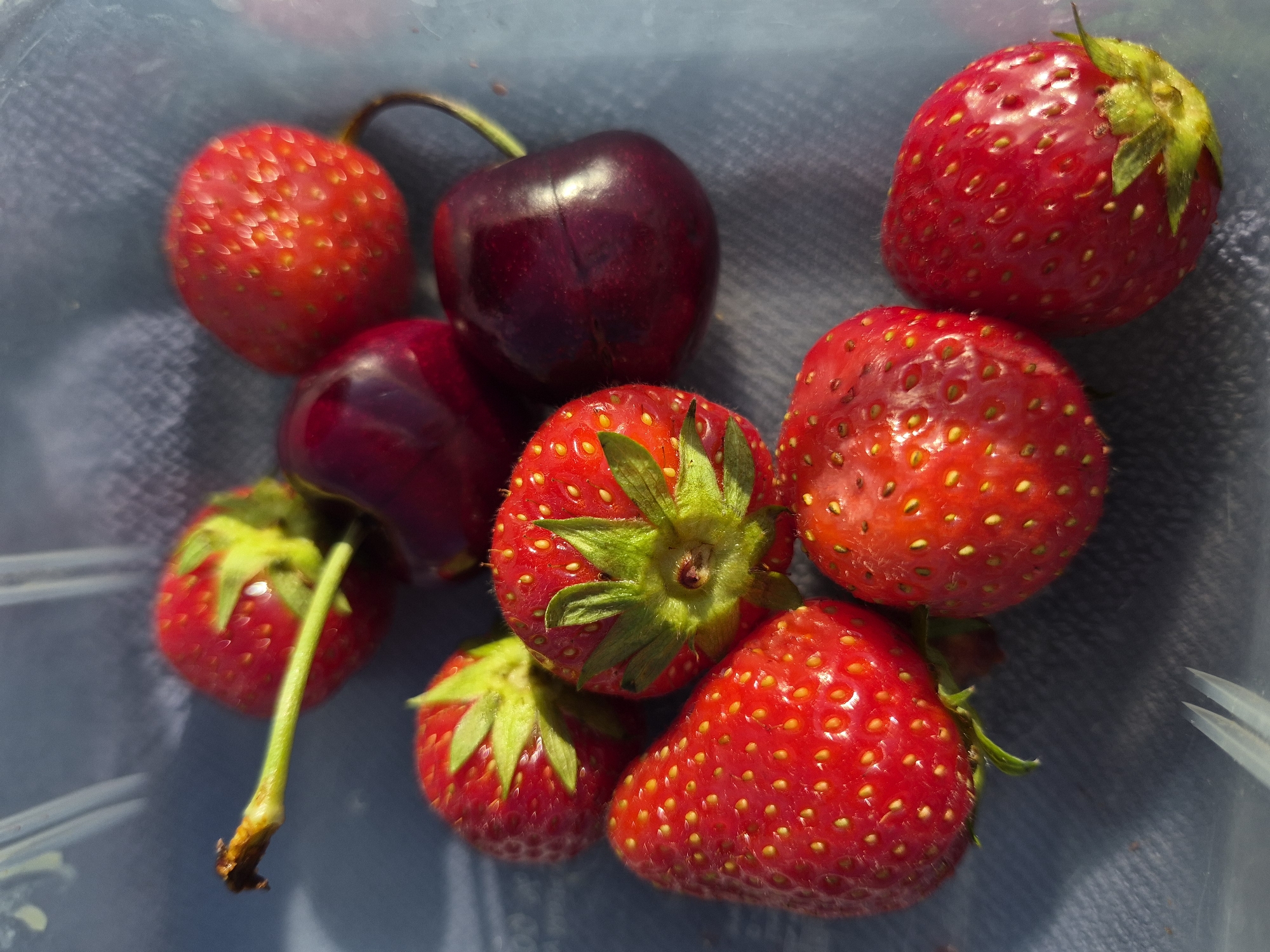 This is a close-up, overhead shot of a collection of fresh strawberries and cherries. The fruits are arranged in a loose pile on a dark blue, textured surface, possibly fabric or a container lining. The lighting suggests it is daytime, with bright highlights reflecting off the shiny surfaces of the fruits. The focus is sharp on the textures of the berries, revealing the tiny seeds on the strawberries and the smooth, deep red skin of the cherries. Some of the strawberries still have their green leafy tops attached, and one cherry has a slender green stem extending downwards. The composition is intimate, emphasizing the natural beauty and freshness of the produce. There is no visible text in the image.
