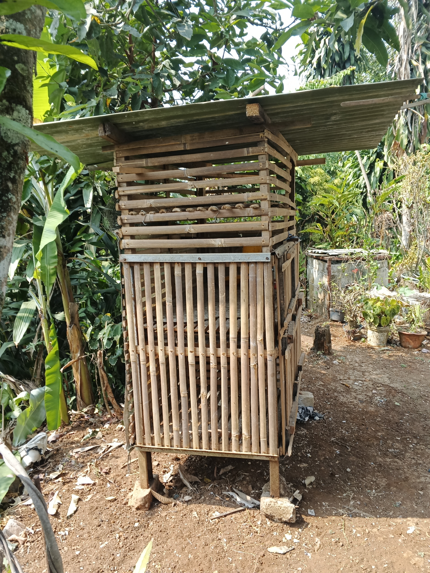 In the city of Warungkiara, Indonesia, an outdoor scene unfolds featuring a multi-tiered bamboo structure, possibly a chicken coop, situated on dirt ground amidst lush vegetation. The structure, constructed from natural bamboo poles and slats, is topped with a corrugated metal roof. On the top level, small, round objects, potentially eggs or chicks, are visible. A metal grate separates the upper and lower sections. The surrounding environment is dense with green foliage, including large banana leaves, and trees. The ground is covered with soil, scattered leaves, and some debris. In the background, another weathered structure, possibly a cage or storage unit, is visible, along with potted plants and a tree stump. The lighting suggests it is daytime. There are no people present in the image.