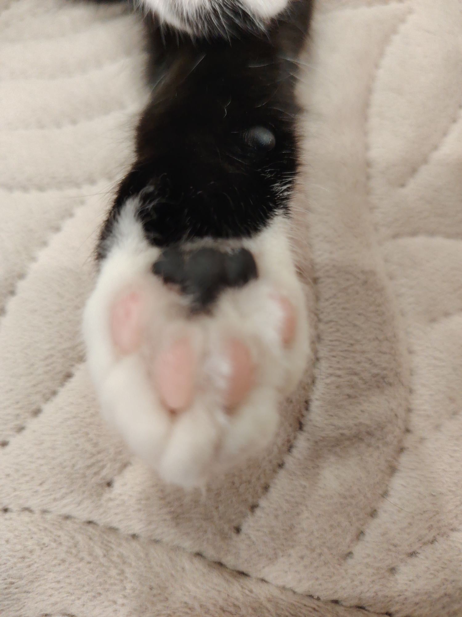 A close-up shows the left paw of a black and white cat, lying on a beige quilted surface. The paw is predominantly white with pink toe beans and a black paw pad. The cat's leg extends upwards from the paw, covered in black fur with some white patches. The background is a soft, quilted material. There are no people or other discernible objects present in the image. The location and city are not specified.
