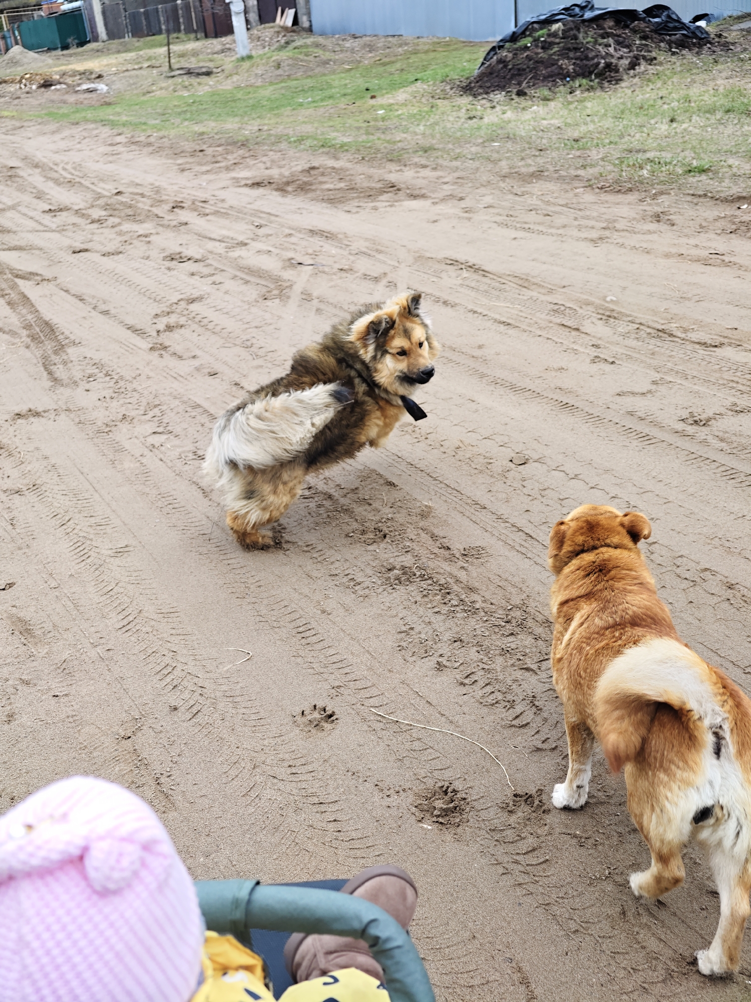 Two dogs are in a sandy, rutted area, likely a road or open space. The dog on the left is mostly light brown with a dark harness and is facing the right, appearing alert or cautious. The dog on the right is a light, reddish-brown with a white tail and is facing away from the camera, towards the left dog. A blurred portion of a baby stroller with a child's head and part of their clothes are visible in the bottom left. The background suggests an outer residential area in Noviy, Russia, showing simple structures, fencing, and a pile covered in a tarp, with sparse vegetation. Tire tracks and footprints are visible in the sand.