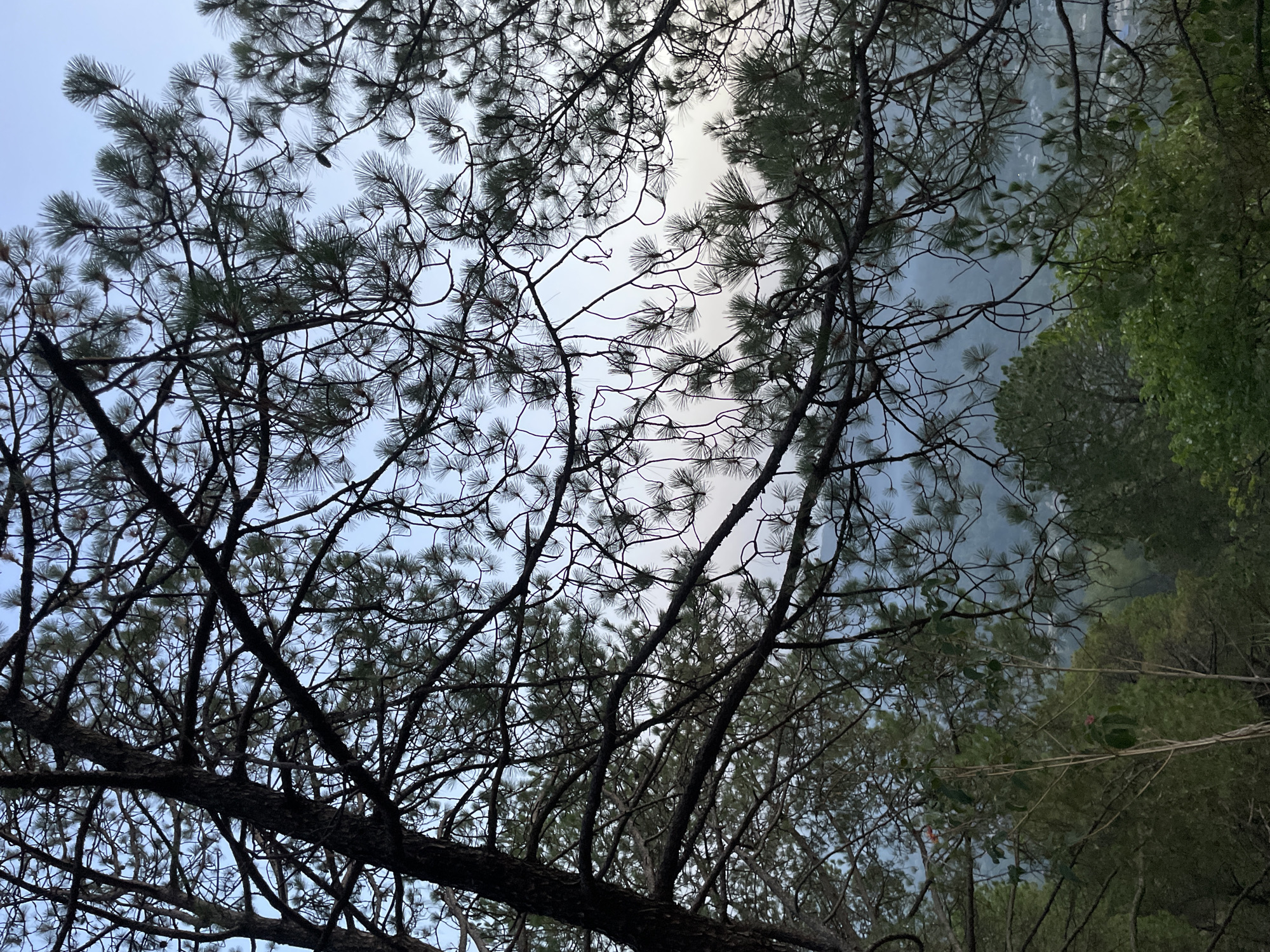 The image is a low-angle shot looking up through the branches of pine trees towards a pale, slightly overcast sky. The branches and needles are silhouetted against the sky. The right side of the image reveals more leafy foliage. The background suggests a hazy or mountainous environment. The location is Barahamtheru, India.