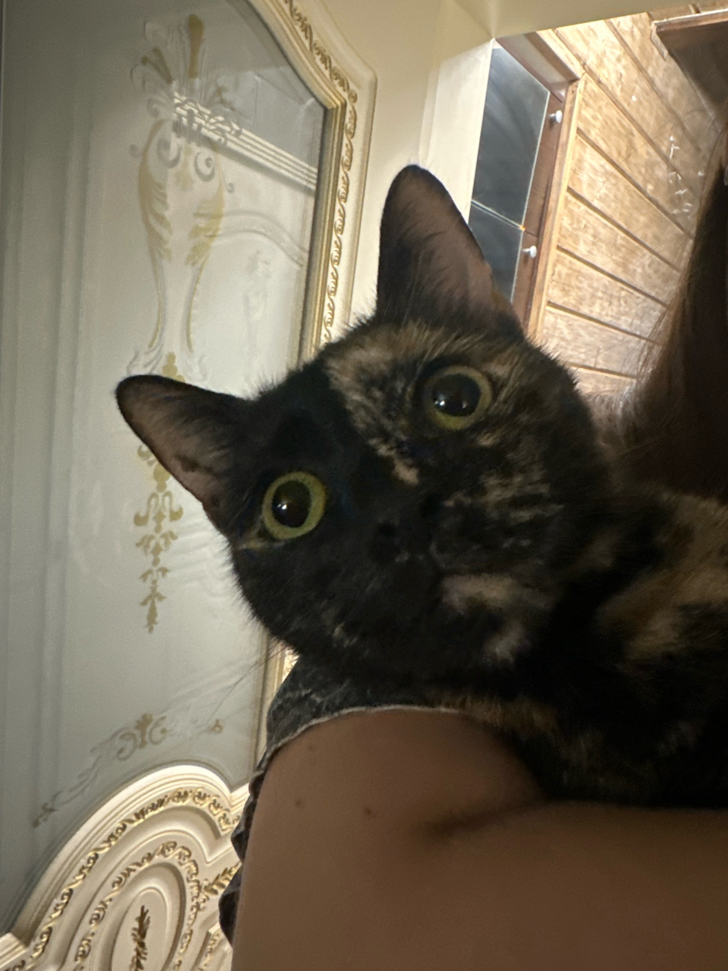 The image shows a close-up of a tortoiseshell cat being held by an unseen person. The cat's face is the primary subject, with its large, green eyes looking directly at the camera. Its fur is a mix of black, brown, and orange patches. The background appears to be an interior setting, with a decorative wall or furniture element on the left featuring ornate gold detailing and a mirrored surface. On the right, a wooden slatted surface is visible, possibly a door or cabinet. There are no discernible clues within the image to indicate its location in the city of Virki, Russia.
