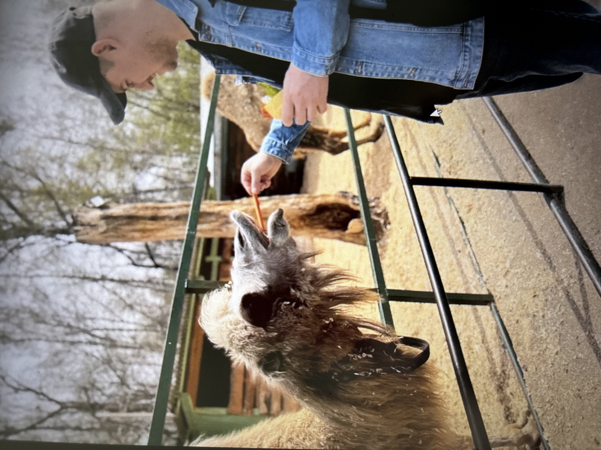 A man wearing a denim jacket and a baseball cap is feeding a camel in an outdoor enclosure. The man is holding a piece of food in his right hand, extending it towards the camel's open mouth. The camel has long, shaggy fur and a grey face. The enclosure has a metal fence and the ground is covered in wood shavings. In the background, there are trees with bare branches and some wooden structures. The scene appears to be in a zoo or wildlife park. The location is the Novosibirsk Zoo, which is known for its diverse collection of animals.