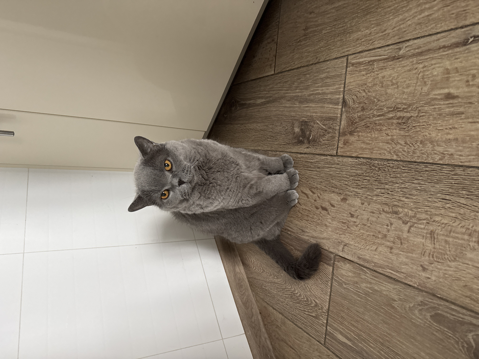 A fluffy grey British Shorthair cat with bright orange eyes sits on a brown wood-grain floor in the corner of a room. The walls are tiled in white. A beige cabinet is visible on the right side of the frame. The cat is facing the camera, with its tail curled around its body. The lighting suggests an indoor setting. The location is not specified in the image or the provided context.