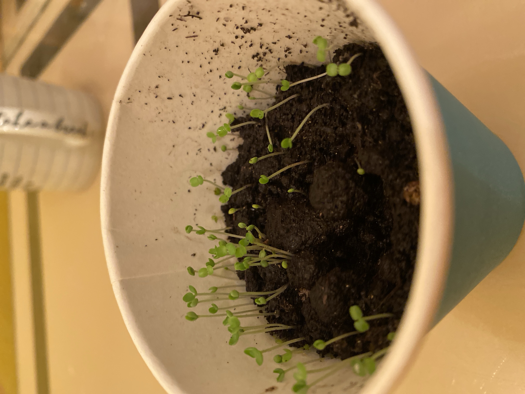 The image shows a close-up, eye-level view of a light blue paper cup filled with dark soil. Several small, green seedlings are growing from the soil, with thin, pale stems and tiny, bright green leaves. The seedlings are clustered towards the center and right of the cup. The inside of the cup is white and appears somewhat textured, with small specks of dirt adhering to the surface. The background is out of focus, but suggests a yellowish, textured surface, possibly a table, with a blurry white object with dark markings in the upper right quadrant, which could be a mug or cup. There is no information to place this image in Ivanteyevka, Russia.