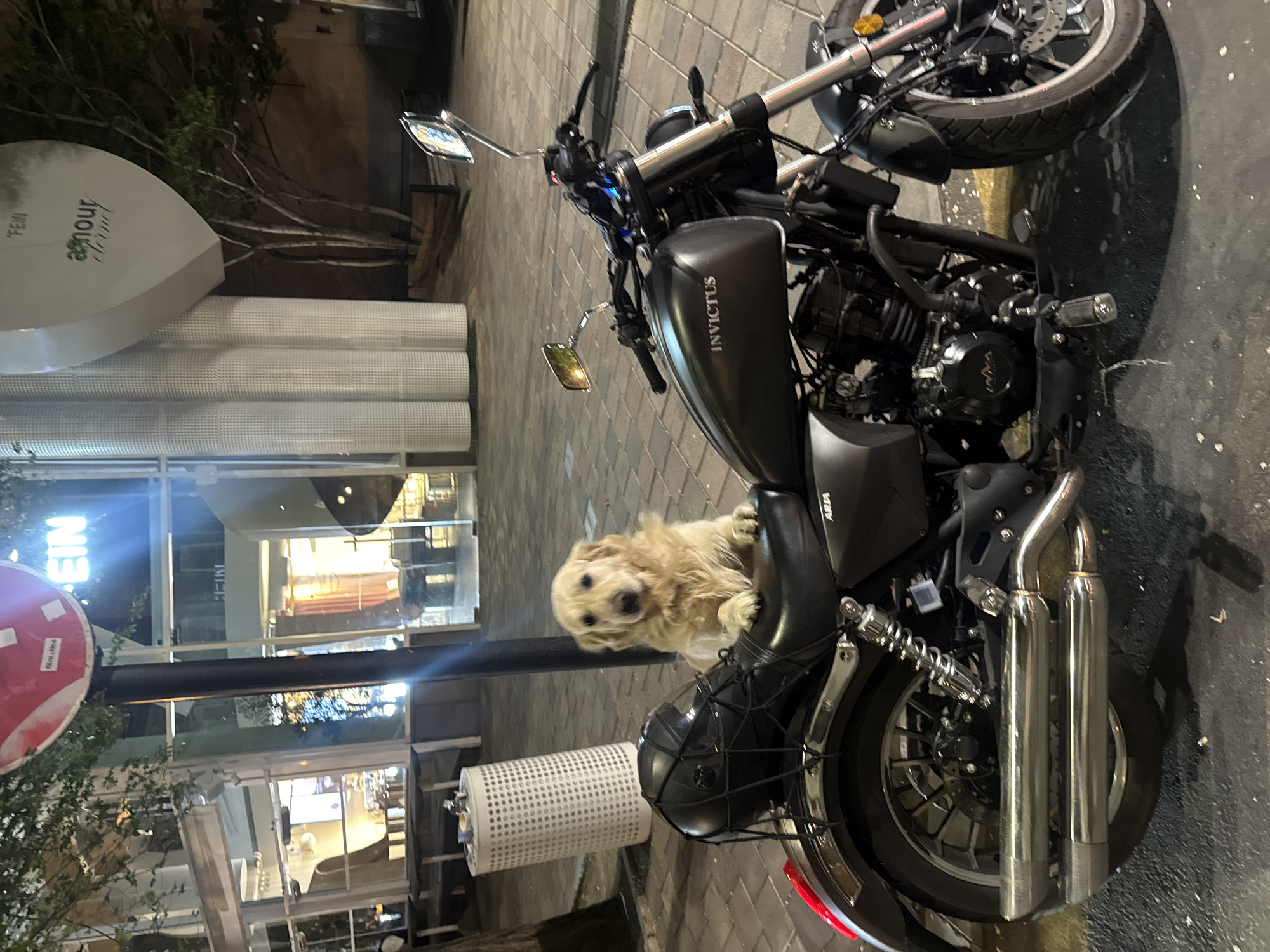 The image shows a black Invictus motorcycle parked on a brick-paved area, likely a sidewalk or pedestrian zone, in what appears to be Yerevan, Armenia. A light-colored, medium-sized dog with fluffy fur is perched on the motorcycle's seat. The motorcycle has visible mirrors, an engine, and a rear wheel with dual chrome exhaust pipes. A black motorcycle helmet is secured to the rear of the seat. In the background, there is a building with a modern design and glass windows, and a round, white sign with cursive script that includes "Amour" and "Fein". The lighting suggests it is evening or night. A street light is visible in the lower left.