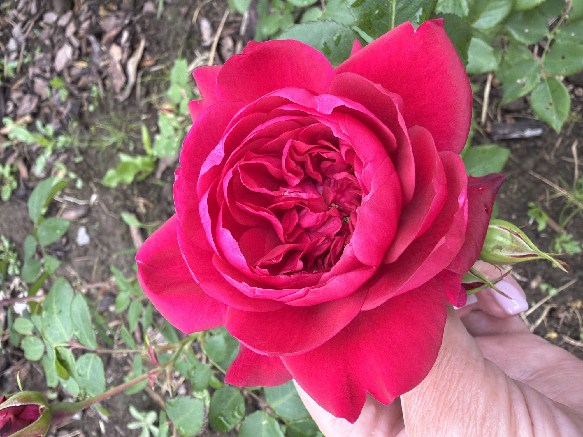 A close-up shot captures a vibrant, fully bloomed red rose being held by a person's hand. The rose's petals are intricately layered, revealing a deep pink hue towards the center. The hand, with light skin and a pale pink manicure, gently supports the base of the rose. In the background, green rose leaves are visible, some with water droplets, suggesting recent rain. The ground is covered with dark soil, scattered leaves, and small plants, indicative of a garden setting. A rosebud is also present, partially visible near the bottom of the frame. The overall scene is serene and focuses on the beauty of the flower. The image was taken in Vaskelovo, Russia.