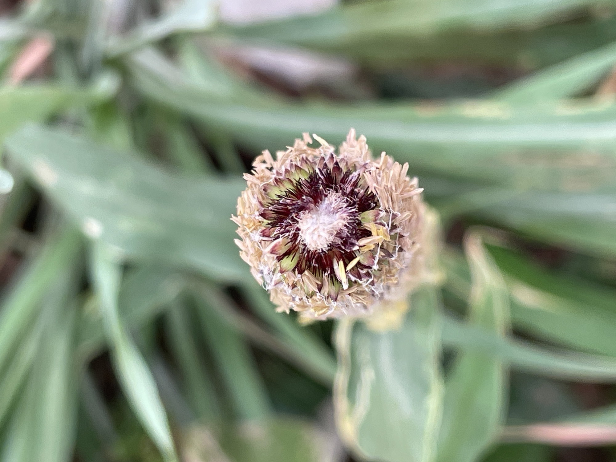 A close-up, slightly blurry, overhead shot depicts the seed head of a plant. The seed head is cylindrical in shape and features a dark purple center with white fibers. The surrounding exterior of the seed head is a light tan color with short, fibrous protrusions. The plant is situated amongst long, green, slender leaves. The location is outdoors and not specifically identifiable to the city of Jos, Nigeria.