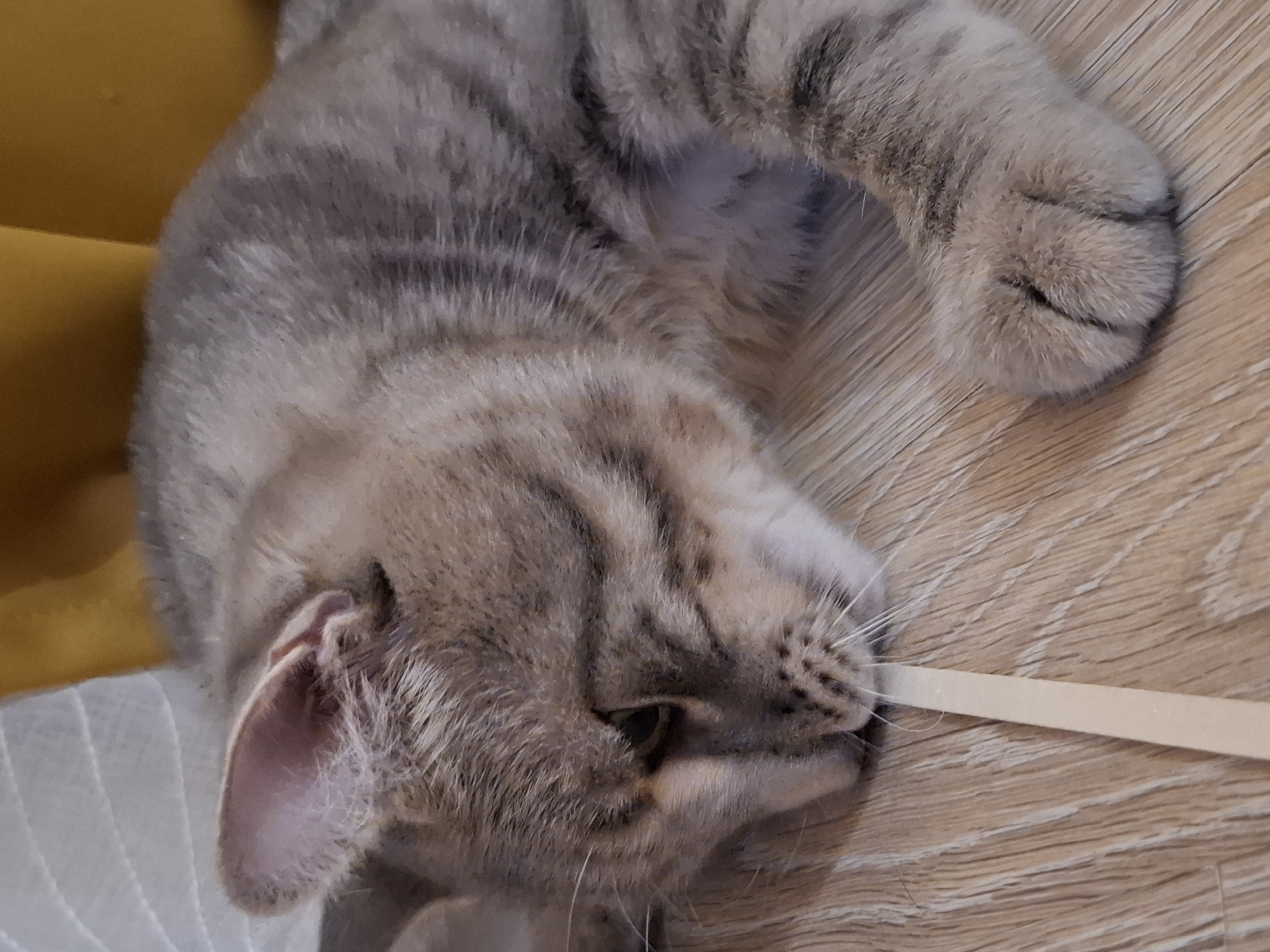 An adult tabby cat with grey and black stripes is lying on a light-colored wooden floor. The cat is resting its head near a thin, light-colored wooden stick, which is partially in its mouth. The cat's eyes are partially closed, suggesting it is relaxed or sleepy. The background shows a blurred yellow fabric and white patterned material. The scene is indoors, likely in a residential setting within Zemun Urban Municipality, Serbia.