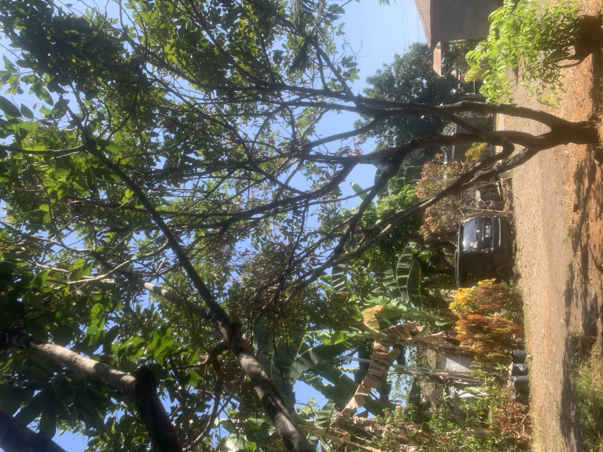 The image depicts an outdoor scene with a variety of trees and vegetation, under a clear blue sky. In the foreground, a tree with a textured trunk and branches is visible, with lush green leaves overhead. To the left, a cluster of banana trees with large, broad leaves are present. Further back, there are plants with colorful foliage, ranging from yellow to orange and red, some of which are in black plastic bags. A dark-colored van is parked on a dirt path. Beyond the vegetation, the roofs of two buildings are partially visible, one with a reddish-brown tiled roof and the other with a darker, corrugated roof. The ground is a mixture of dirt and gravel. The overall impression is of a rural or semi-rural setting in Bonto Marannu, Indonesia, with a focus on natural elements and residential structures.