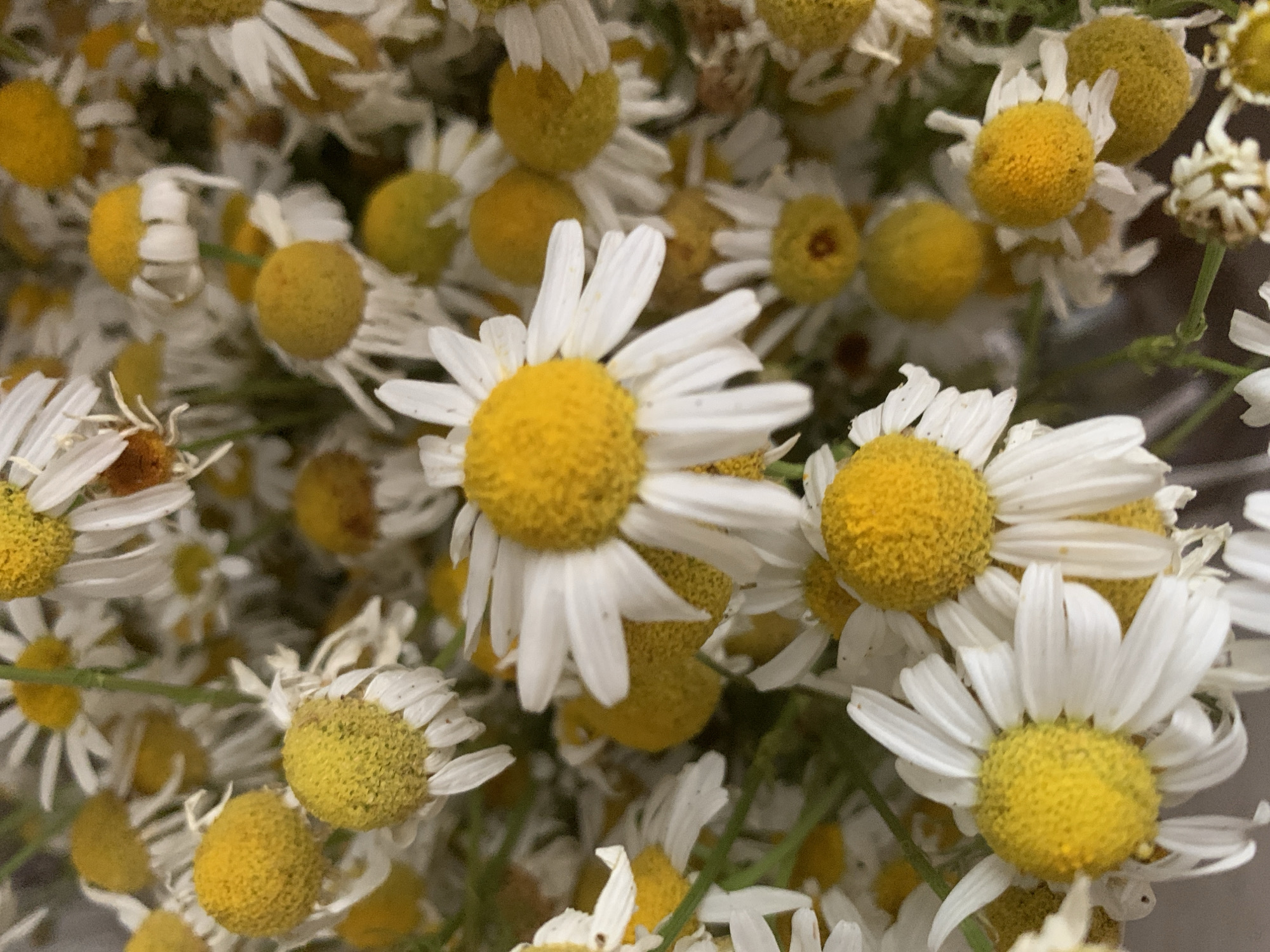 This is a close-up, overhead shot of a dense cluster of chamomile flowers. The subjects are the flowers themselves, with their characteristic white petals and bright yellow centers. There are no people or other objects visible. The activity taking place is simply the natural state of the flowers, likely recently picked or in bloom.
Notable details include the soft focus, which draws attention to the textures of the petals and the grainy surface of the yellow centers. Some of the petals are curled or slightly wilted, suggesting they might not be perfectly fresh. The lighting appears to be natural, likely daytime, with no harsh shadows. The overall impression is one of natural beauty and perhaps a touch of rustic charm. There is no visible text in the image. The provided location context of Dondușeni, Moldova, suggests these might be locally grown or wild chamomile flowers.