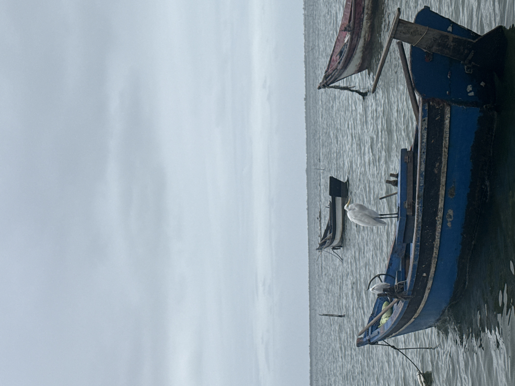 The image shows a cloudy, overcast day at the sea in São Pedro da Aldeia, Brazil. Several wooden boats are floating on the water. In the foreground, a large blue and black boat is prominent, with a wooden oar resting across its stern. Two white egrets are perched on the blue boat; one is standing on the deck, and another is on the stern. Further in the background, two more boats are visible, one white and the other with a red hull. The water is choppy, and the horizon is blurred by the weather.