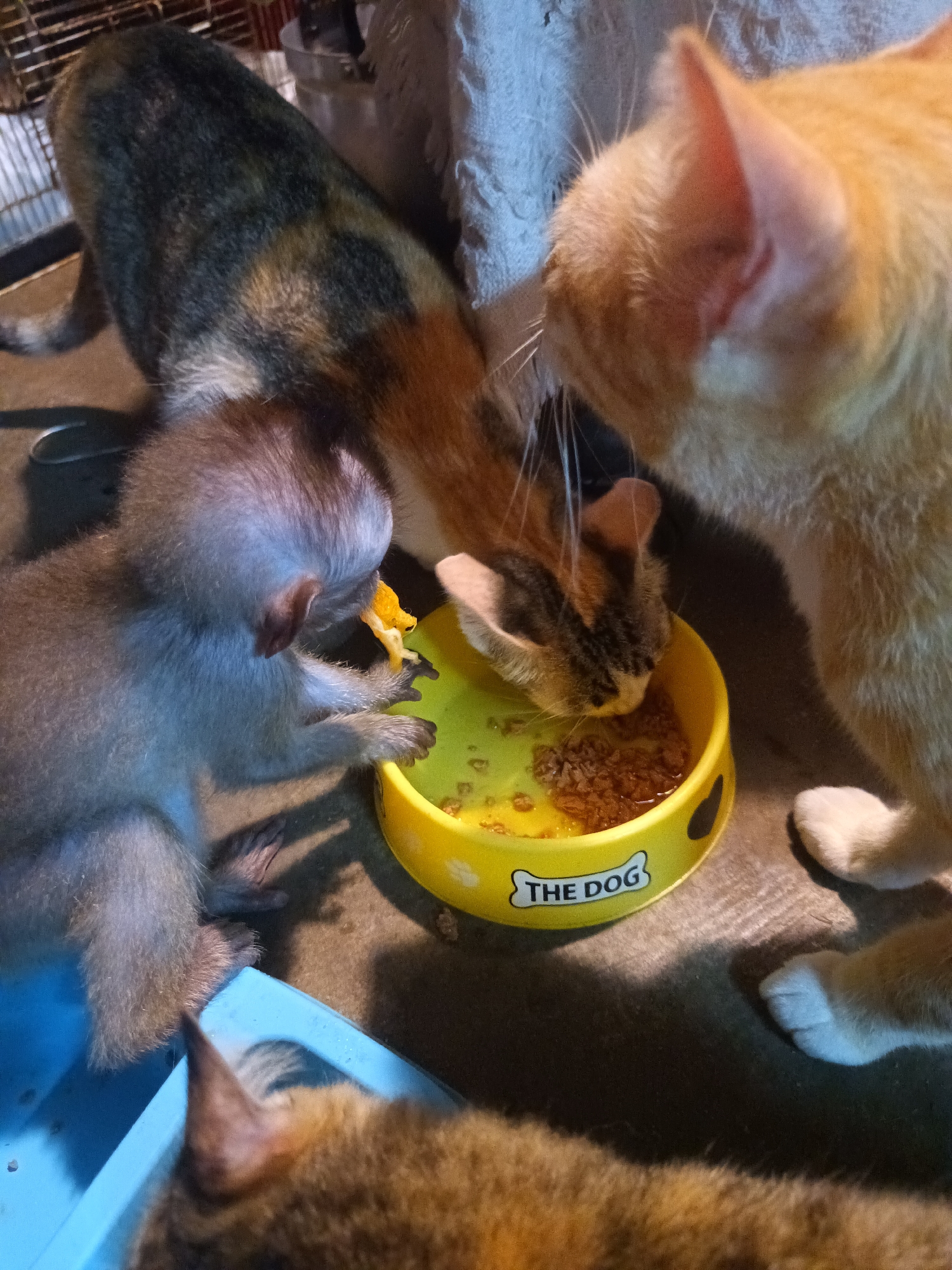 The image shows a monkey and cats eating from a yellow dog bowl. The bowl contains wet food. The location is Baan Thong Nang, Thailand. A grey monkey is sitting, eating from the bowl while holding a small, yellow object. Three cats are present: a calico cat is eating directly from the bowl, an orange cat is standing near the bowl, and a brown cat's head is visible near a blue container. The scene is indoors, with possible cage bars visible in the background.