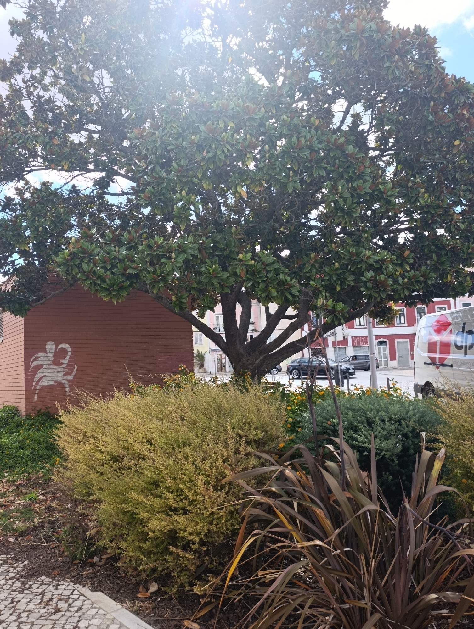 The image depicts a street scene in Setúbal, Portugal, dominated by a large tree with dense green foliage. In the foreground, there is a patch of landscaping featuring a bushy, light-green shrub and a darker, spiky plant with brown leaves. Behind the shrubbery, a brick building with red walls is visible, featuring a white stencil art of an abstract figure. Further in the background, there are buildings with red facades and white window frames, indicative of Portuguese architecture. Cars are parked on the street, and a white delivery van with a red logo is also present. The sky is bright with sunlight, suggesting a clear day, and the sun flares are visible through the tree branches. The ground in the foreground is paved with cobblestones.