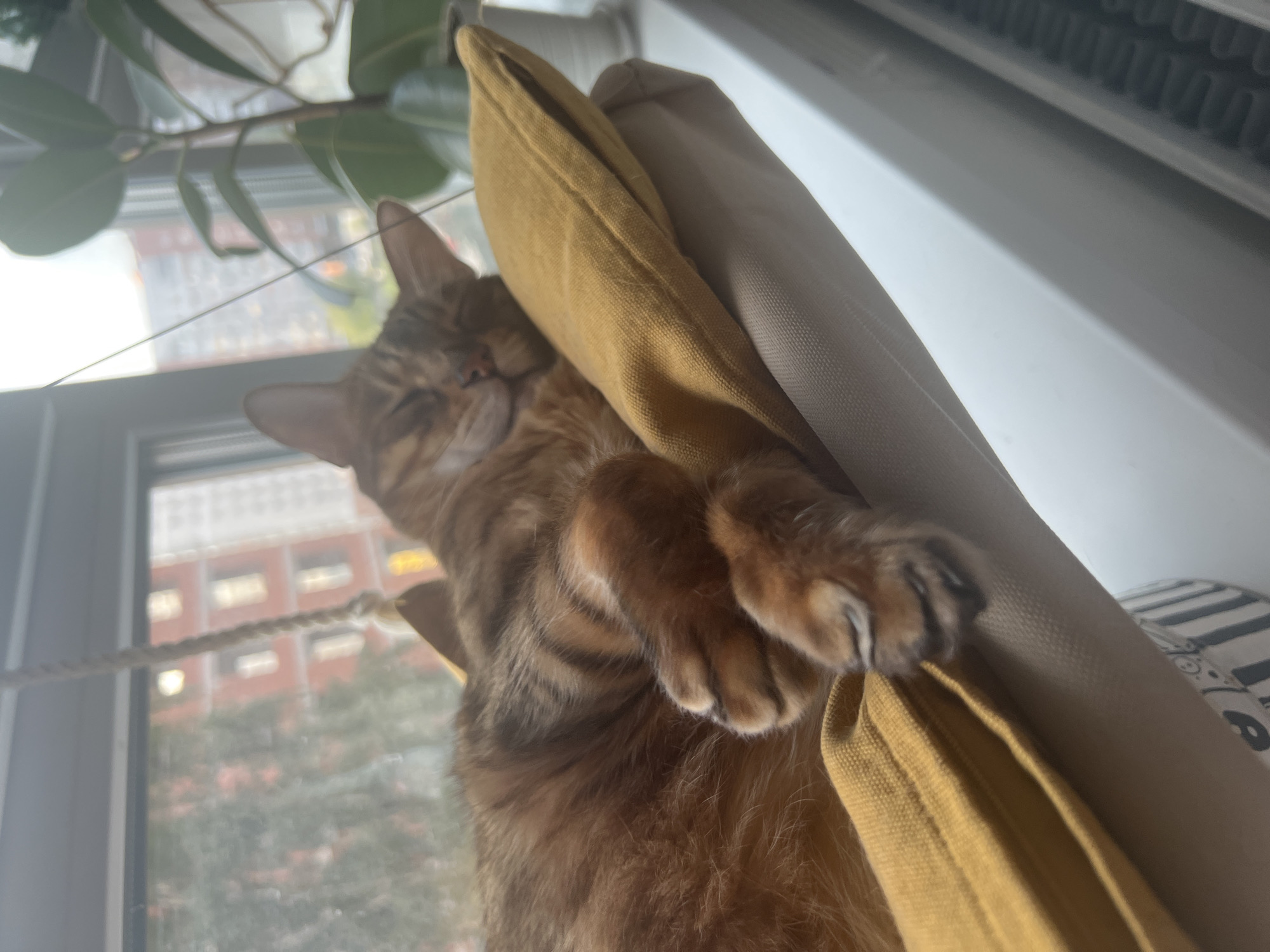 The image depicts a brown tabby cat sleeping on a yellow pillow in a window hammock. The cat's eyes are closed, and its paws are curled up. In the background, a window shows buildings, trees, and the sky, suggesting an urban environment. A plant is visible to the right of the cat. The scene is lit by natural light. There is no indication of the specific location within the city of Yekaterinburg, Russia.