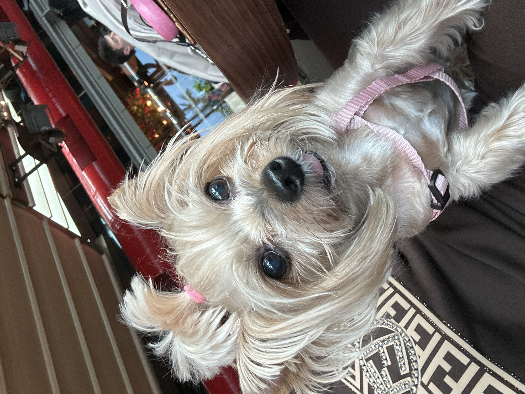 A close-up, slightly tilted view of a small, long-haired dog wearing a pink harness. The dog has large, dark eyes and a black nose, with its tongue slightly visible. The dog is positioned on what appears to be brown fabric with a decorative pattern along the edge. In the blurred background, a red structure resembling a pole or railing is partially visible, along with window frames. A reflection in the window shows a person and some greenery, possibly indicating an outdoor environment. Given the reflection in the window, it is reasonable to infer an interior setting, perhaps a cafe or restaurant in Sofia, Bulgaria, due to the urban-style architecture and the presence of the dog in a social setting.