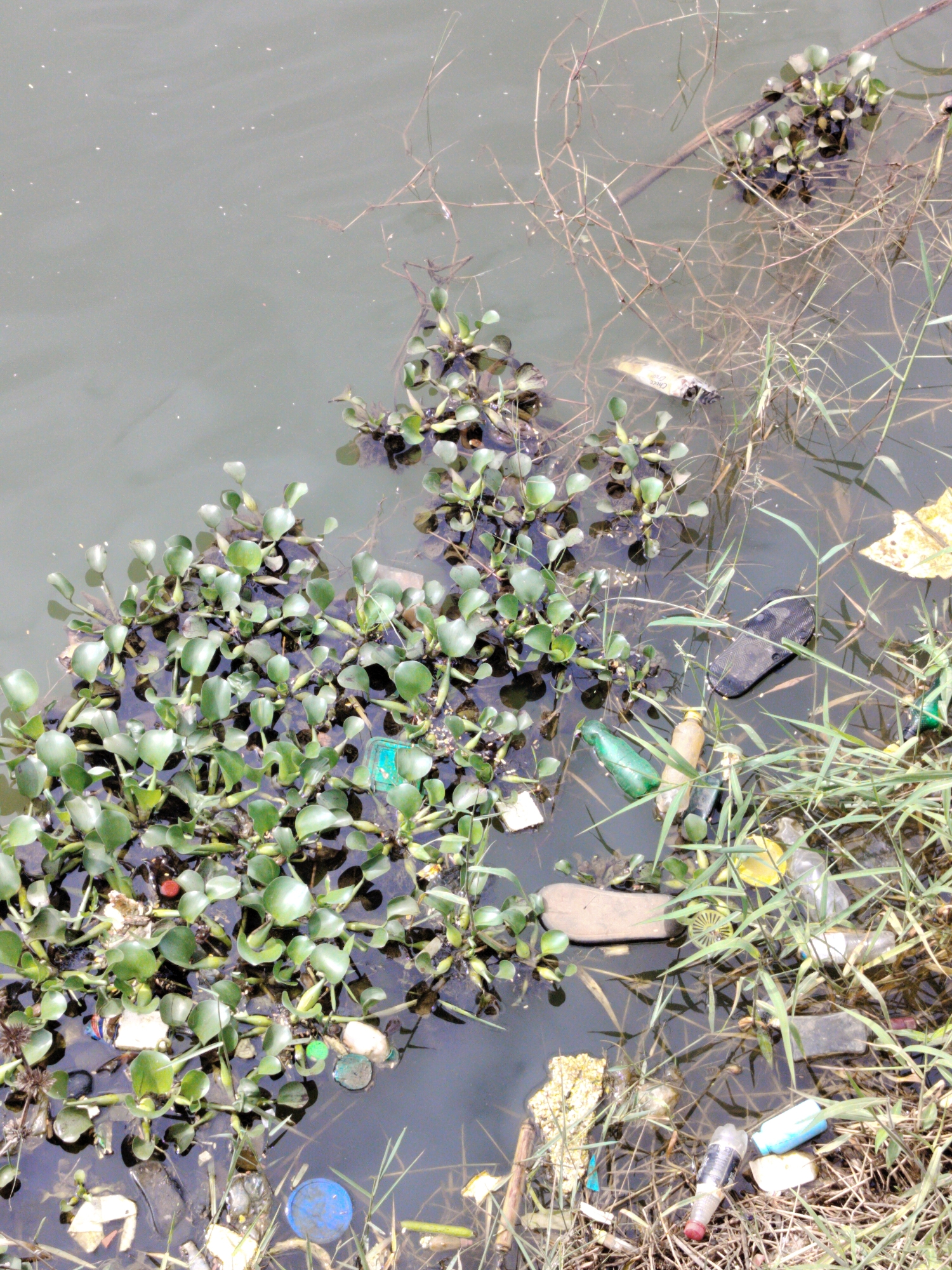 The image shows a section of polluted water, likely a pond or slow-moving river, in Du, Nigeria. The water is murky and filled with aquatic vegetation, primarily water hyacinths, which are dense in the foreground. Scattered amongst the plants and floating on the surface is a significant amount of trash. This includes plastic bottles of various colors (green, clear, and possibly yellow), a black sandal, a white plastic bag or wrapper, and what appears to be a piece of styrofoam packaging. Debris is also visible along the edge of the water, intertwined with dry grass and reeds. The overall scene depicts an environment suffering from pollution and neglect.