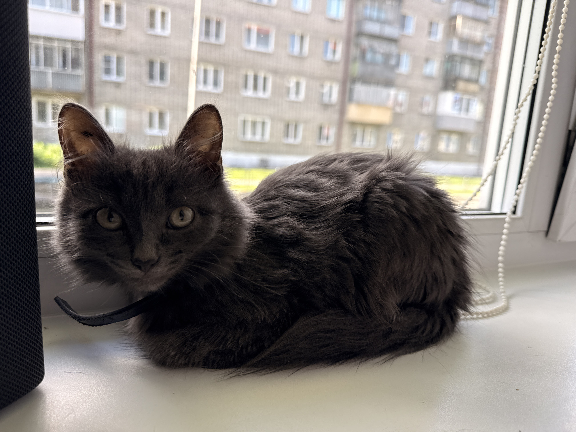 A fluffy, grey cat with large, inquisitive eyes is perched on a white windowsill, looking directly at the camera. The cat is wearing a black collar. Behind the cat, a window reveals the facade of a multi-story apartment building, characteristic of urban environments in Russia. The building is light-colored with numerous rectangular windows, some with balconies. To the right of the cat, a strand of white pearl beads hangs vertically, partially obscuring the view of the window. The overall lighting suggests it is daytime, possibly overcast, with natural light filtering through the window. The scene is likely captured in an apartment in Mezhdurechensk, Russia, given the architectural style of the building.