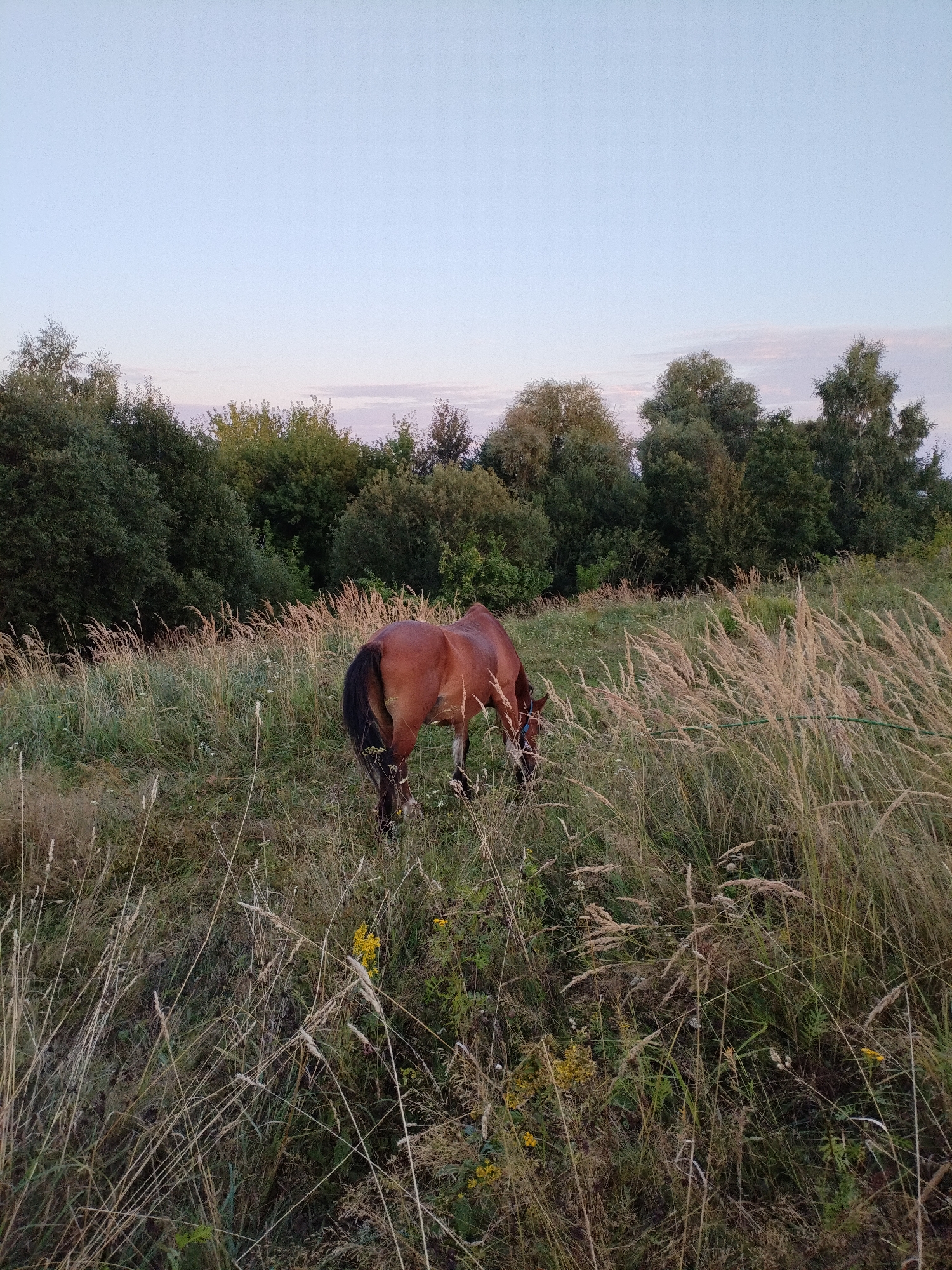 A brown horse with a black mane is grazing in a grassy field. The horse is facing to the left and is partially obscured by tall grass. In the background, there is a dense line of trees. The sky above is a pale blue with a few wispy clouds. The scene is set in a rural area, likely on the outskirts of Bialynichy, Belarus. The overall impression is one of natural serenity and peace.