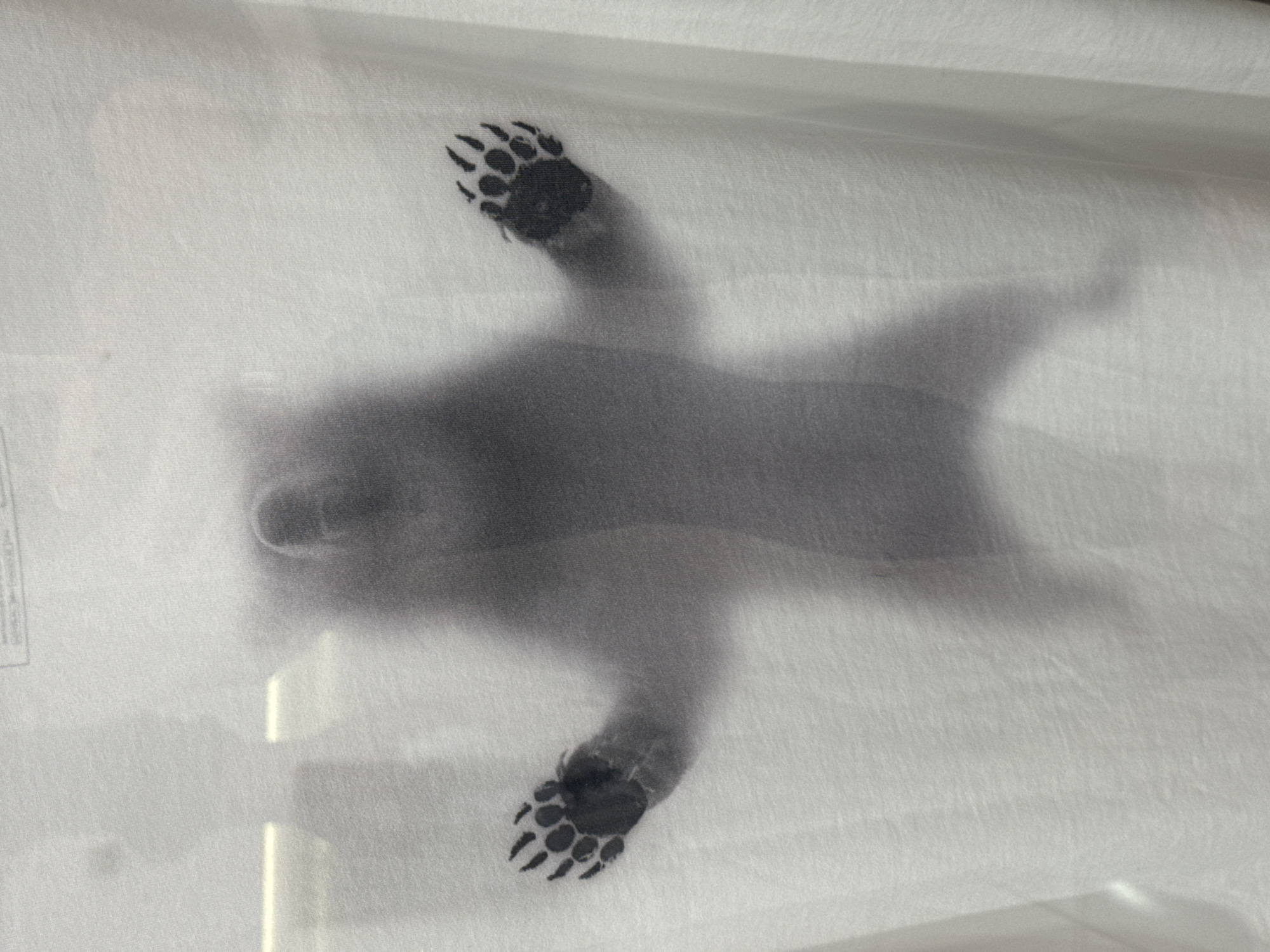 The image shows a dark, amorphous shape that appears to be a mammal underneath a white cloth or sheet. Two dark, circular forms with claw-like projections are visible at the top and bottom of the image, suggesting paws or feet. The environment is indistinct, but the presence of the cloth implies an indoor setting. No information about the city is available in the image.