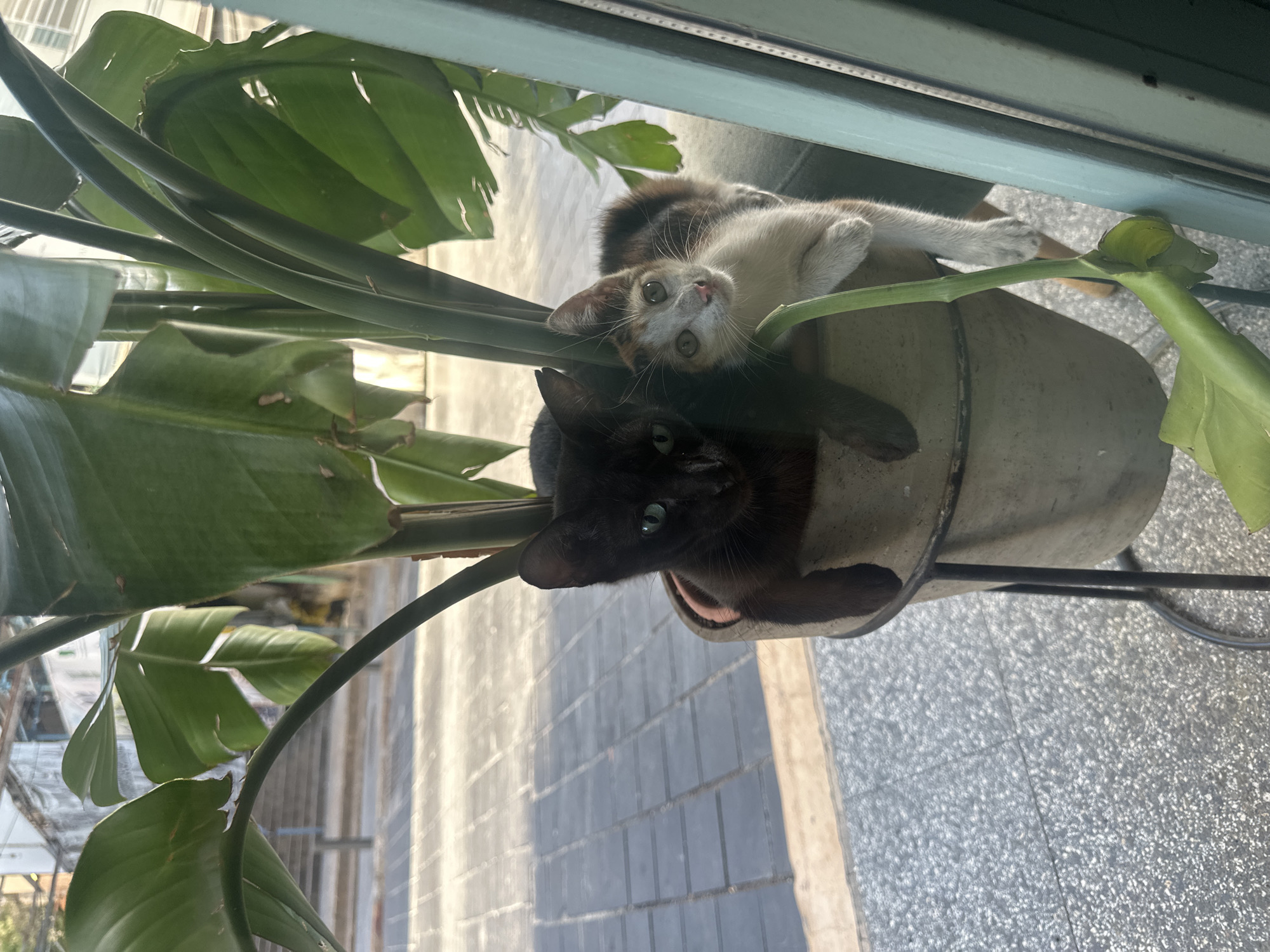 Two kittens are perched inside a pot of a large potted plant. One kitten is entirely black with green eyes, and the other is a calico with white, orange, and black markings. The black kitten is nestled behind the calico kitten, with its head visible. The calico kitten is looking forward and appears to be licking its lips. The plant has large green leaves and stems that partially obscure the kittens. The pot is a light-colored, weathered ceramic. The scene appears to be outdoors, with a paved area visible in the background, possibly a sidewalk or patio. The lighting suggests it is daytime. The overall setting is a residential or commercial outdoor space within Mar Nicolas, Lebanon.