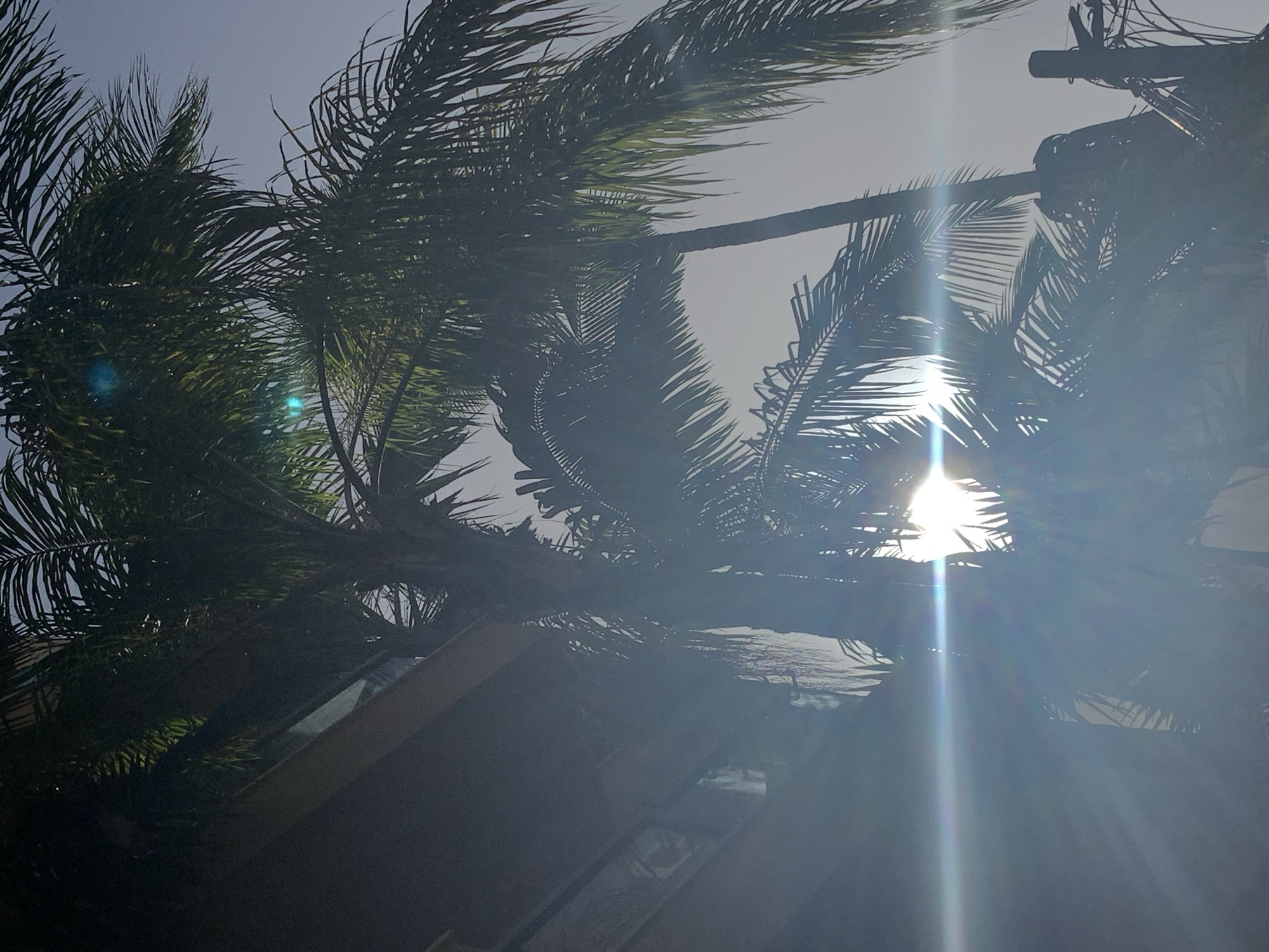 The image shows a view looking up through palm trees toward the bright sun. The fronds of the palm trees are visible, partially obscuring the sun. Below the trees, part of a building is visible. Wires are visible in the upper right corner. The image appears to be taken outdoors during the daytime. While I cannot verify the location, the presence of palm trees suggests a warm climate, consistent with Tel-Aviv, Israel.