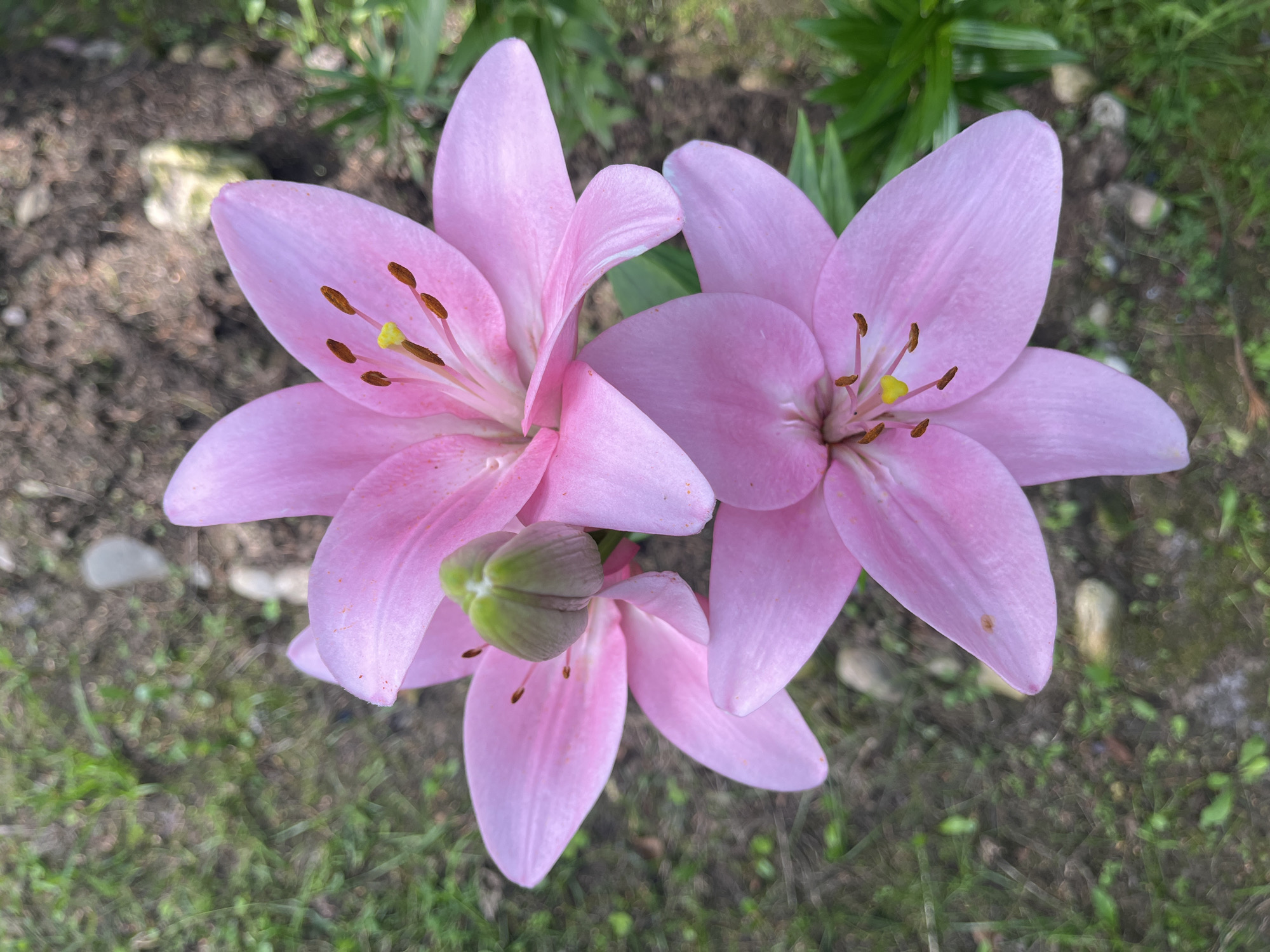 A close-up, overhead shot captures three delicate pink lilies with yellow stamen and brown anthers against a blurred background of soil, grass, and small rocks. One lily is fully bloomed, showcasing its intricate petals and reproductive parts. Another lily is partially open, and a third is in bud form, tightly closed. The scene is likely from a garden in Yakushevo Domozerovskogo Sel'soveta, Russia, given the natural, outdoor setting. The lighting suggests it is daytime, with soft shadows indicating diffused light. There are no people or animals present in the image.