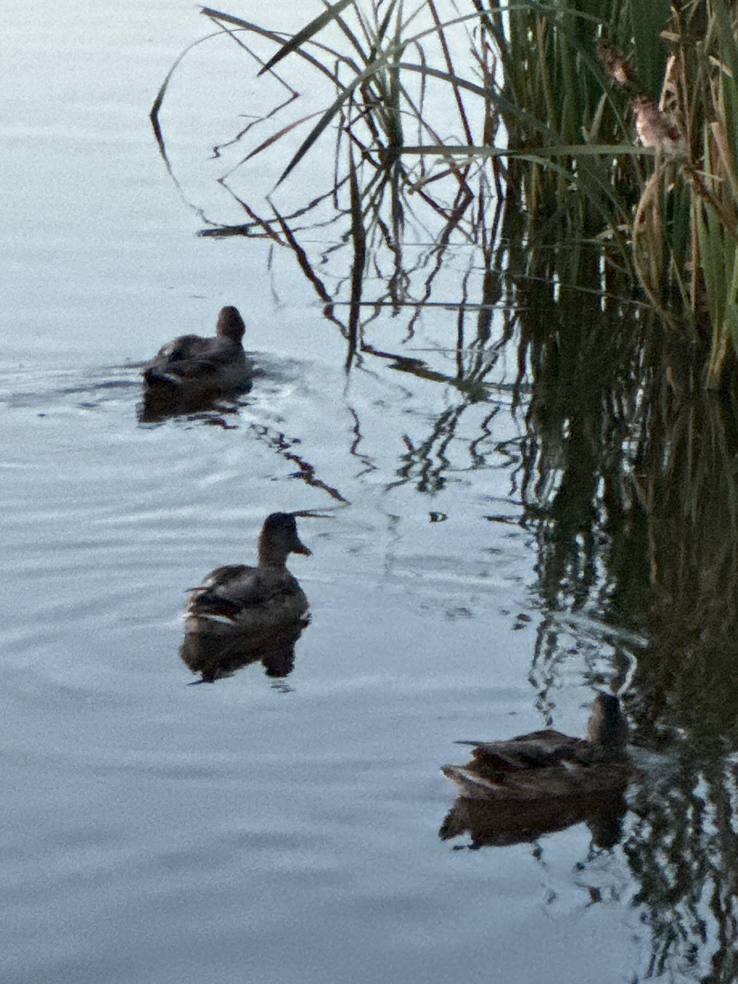 Three ducks are swimming in calm water near tall reeds on the right side of the frame. The ducks are dark brown with some lighter markings. The water is a muted blue-gray and reflects the reeds and the sky. The reeds are tall and green with some dry, brown stalks. The scene appears to be a natural wetland environment. There are no people present in the image.