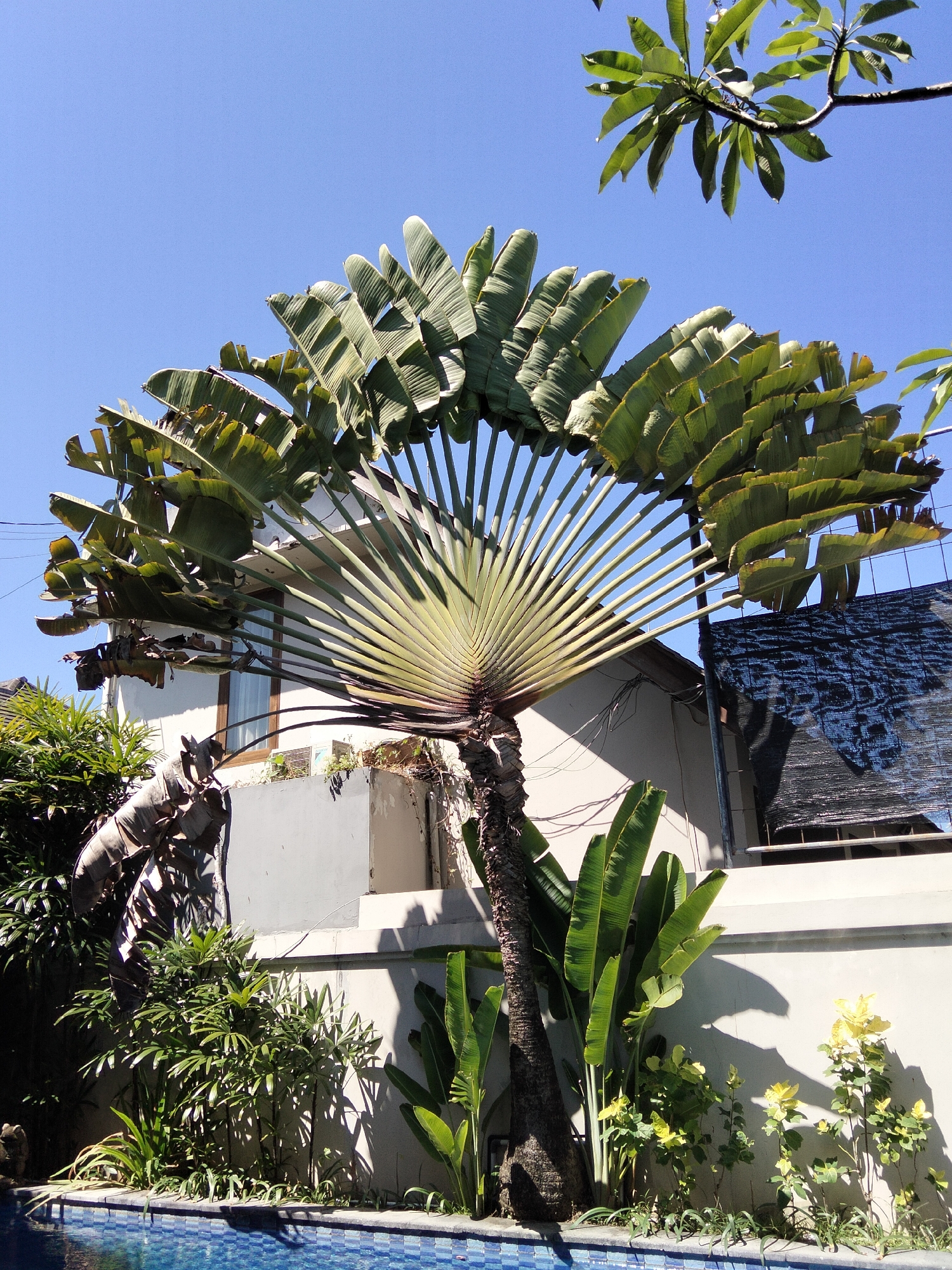 The image captures a sunny outdoor scene in Denpasar, Indonesia, featuring a large Ravenala madagascariensis, commonly known as the traveler's palm. The palm tree's distinctive fan-shaped fronds are spread wide against a clear blue sky. The tree is situated in front of a building with white walls and some dark netting or roofing material visible. To the left of the palm, a swimming pool with blue patterned tiles is partially visible. Lush green foliage, including smaller plants and some dead or dried leaves from the palm, surrounds the base of the tree. The overall environment suggests a tropical, well-maintained outdoor space, possibly a garden or courtyard.