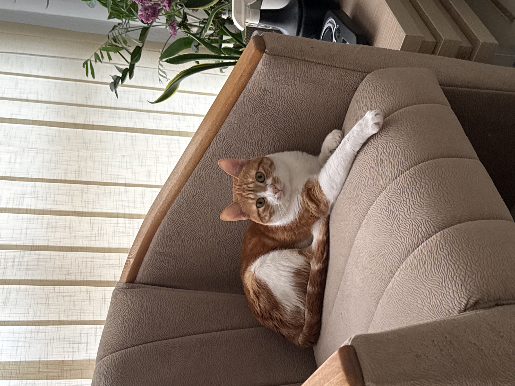 A ginger and white cat lies on the tan, textured cushion of an armchair. The cat is curled and looking towards the camera. Its left paw is extended towards the top right of the frame. The armchair has a wooden frame. In the background, there are vertical blinds and a plant. Behind the armchair, other furniture and an appliance are partially visible. There is no evidence to suggest this image was taken in Bar, Montenegro.