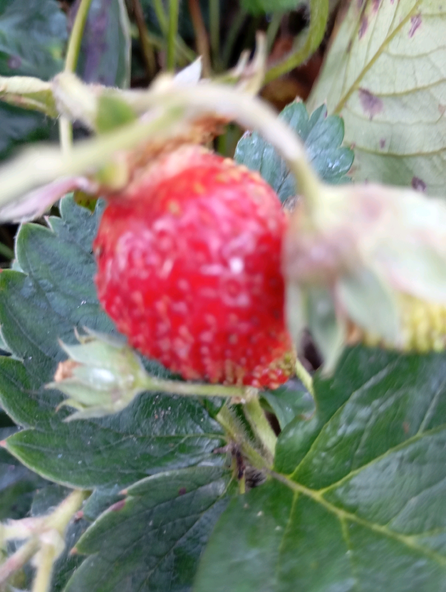 A close-up, slightly out-of-focus photograph shows a ripe red strawberry growing on a plant. The strawberry is positioned in the center of the frame, with green leaves and stems visible around it. A portion of another strawberry, less ripe and lighter in color, is visible to the right. The background consists of blurred green foliage. The scene is indicative of a garden or natural setting, potentially in Horishni Plavni, Ukraine, where such plants are cultivated or grow wild. There are no people or discernible actions taking place.