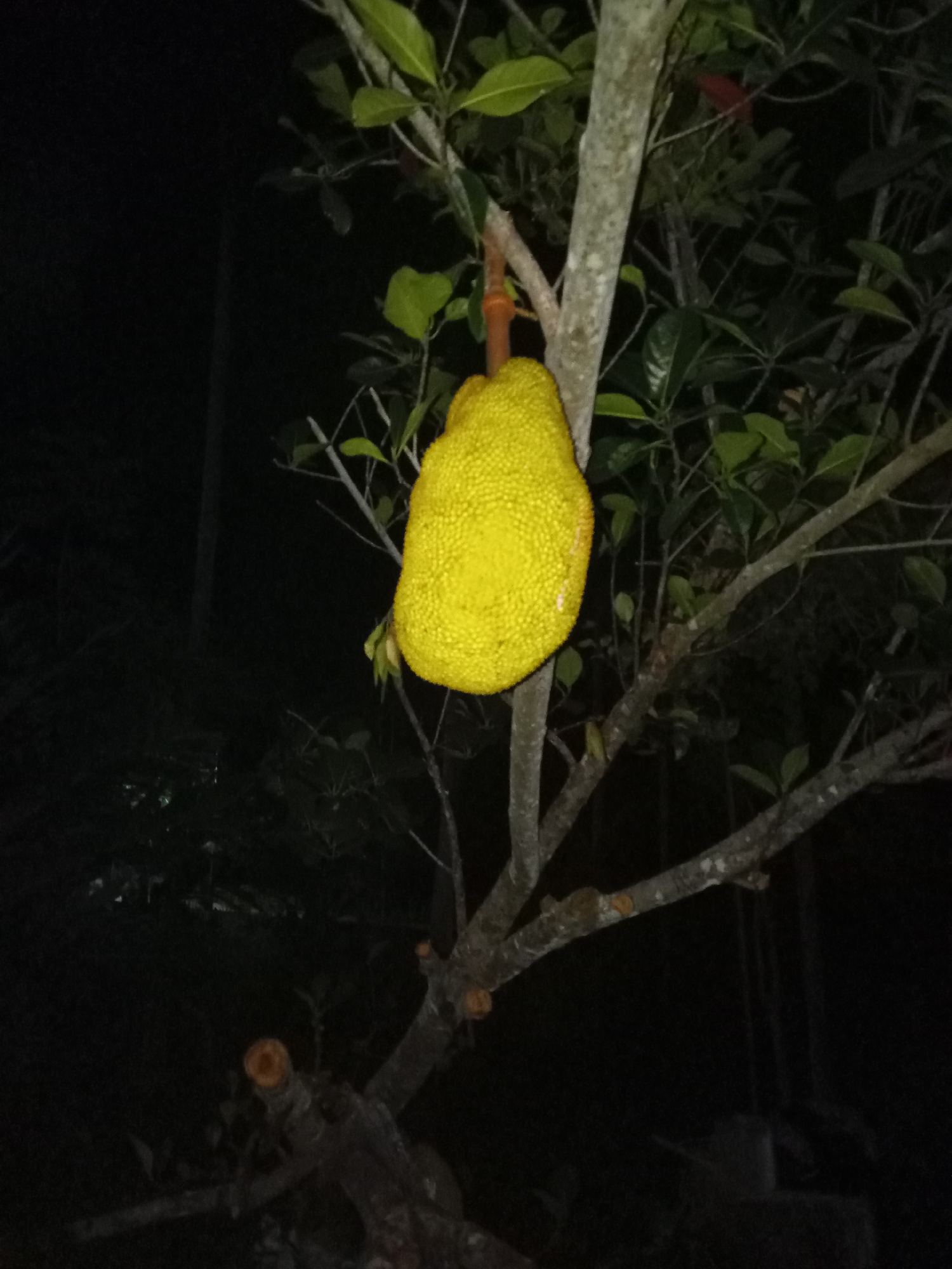 A large, spiky, yellow jackfruit hangs from a tree branch in the darkness. The jackfruit is the primary subject of the image, dominating the center and right portions of the frame. It appears ripe and is suspended from a thick, woody branch. The tree has several branches with green leaves, some of which are visible against the dark background. The scene is set outdoors at night, with the darkness suggesting it is not a brightly lit area. There are no people or animals visible in the image. The image does not contain information that would allow for specific attribution to Lhokseumawe, Indonesia, beyond the general context of a tropical environment where jackfruit trees are common.