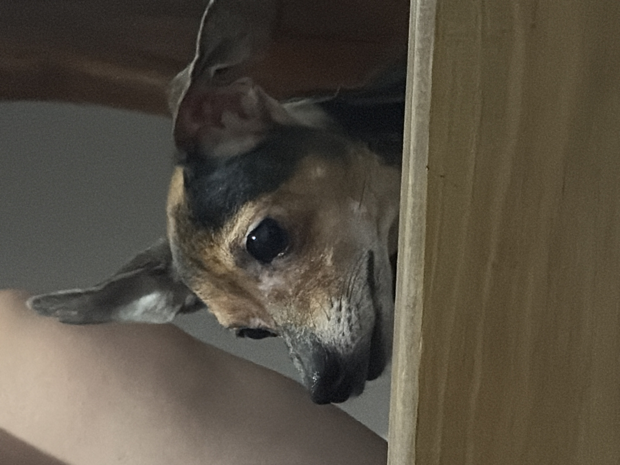 A brown and black dog peers down from a height, its face angled towards the camera. The dog's head is positioned between a light-colored wooden panel or board and a lighter-colored surface. Part of what appears to be an arm or leg is visible in the lower left corner of the frame. The background is blurred and greyish, suggesting an indoor environment. There is no indication of Ciudad Guayana, Venezuela, within the image.
