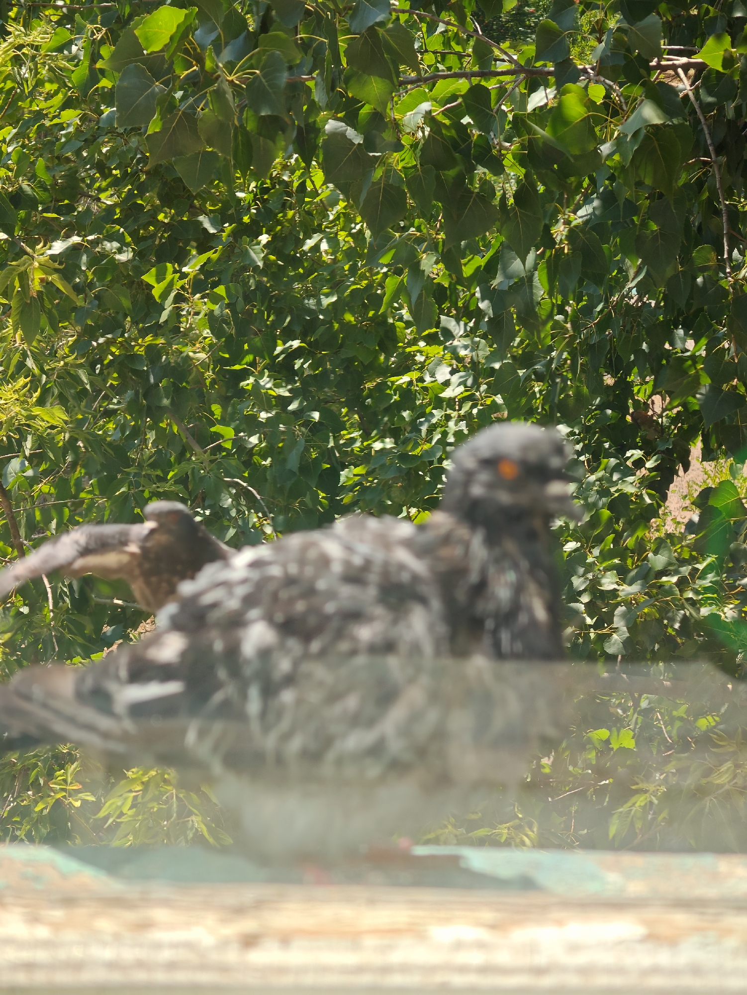 A blurry, close-up, eye-level shot shows a pigeon perched on a ledge in front of dense green foliage. The pigeon, facing left with its wings slightly open, is predominantly gray with white speckles and has an orange eye. The background is a wall of green leaves and branches bathed in sunlight. The foreground features a weathered wooden surface.